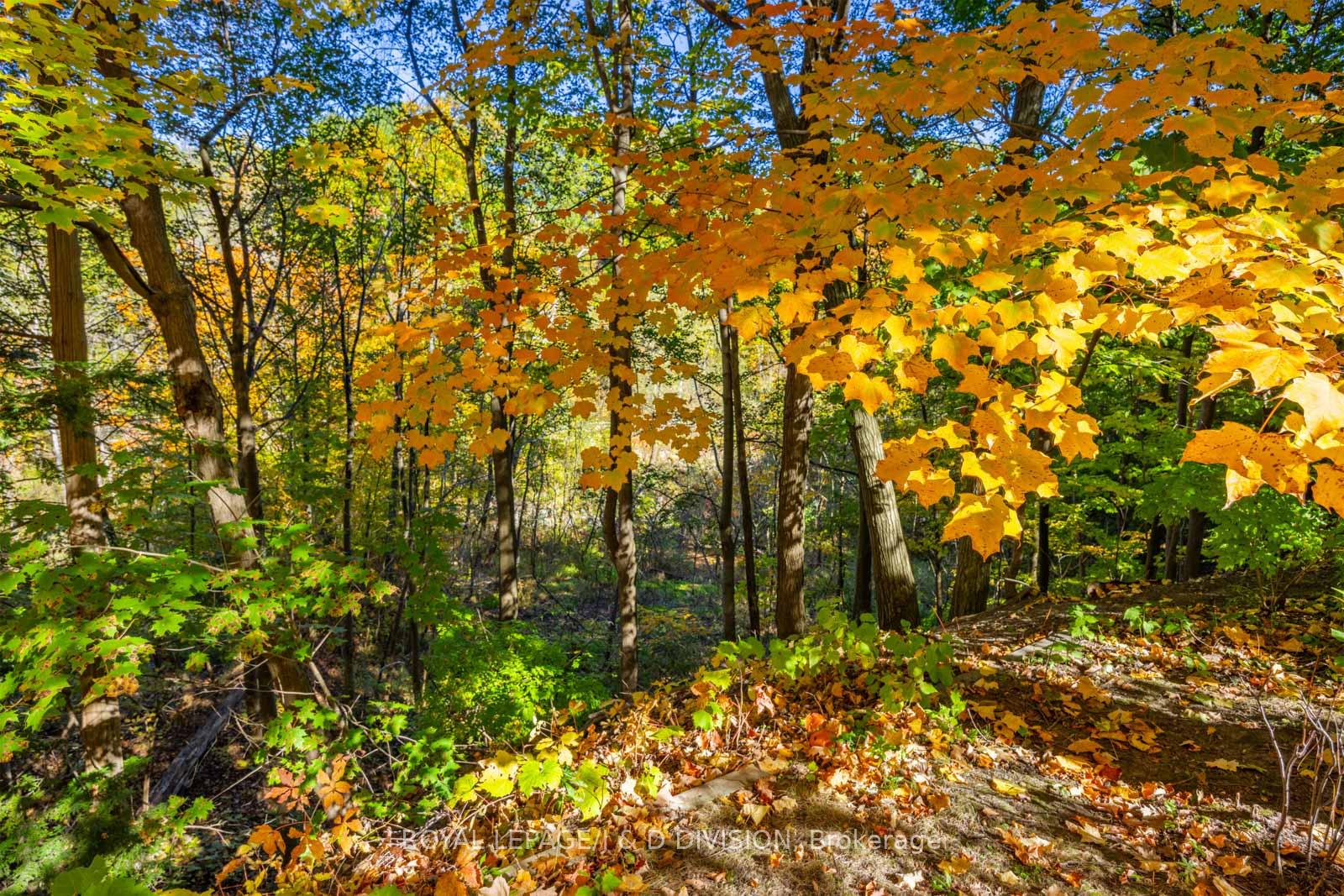 Gorgeous ravine views