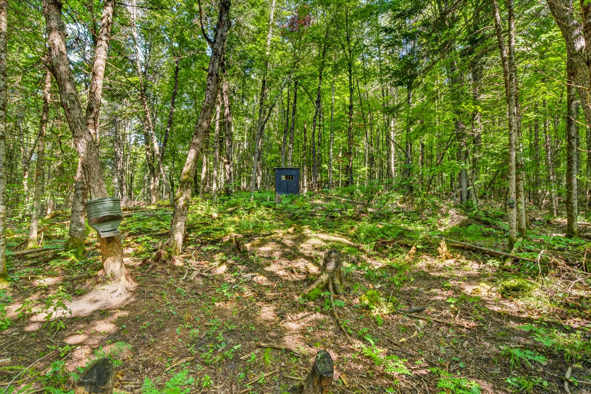 Cache de chasse