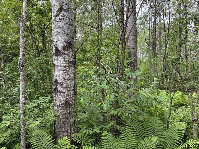 Terre/Terrain