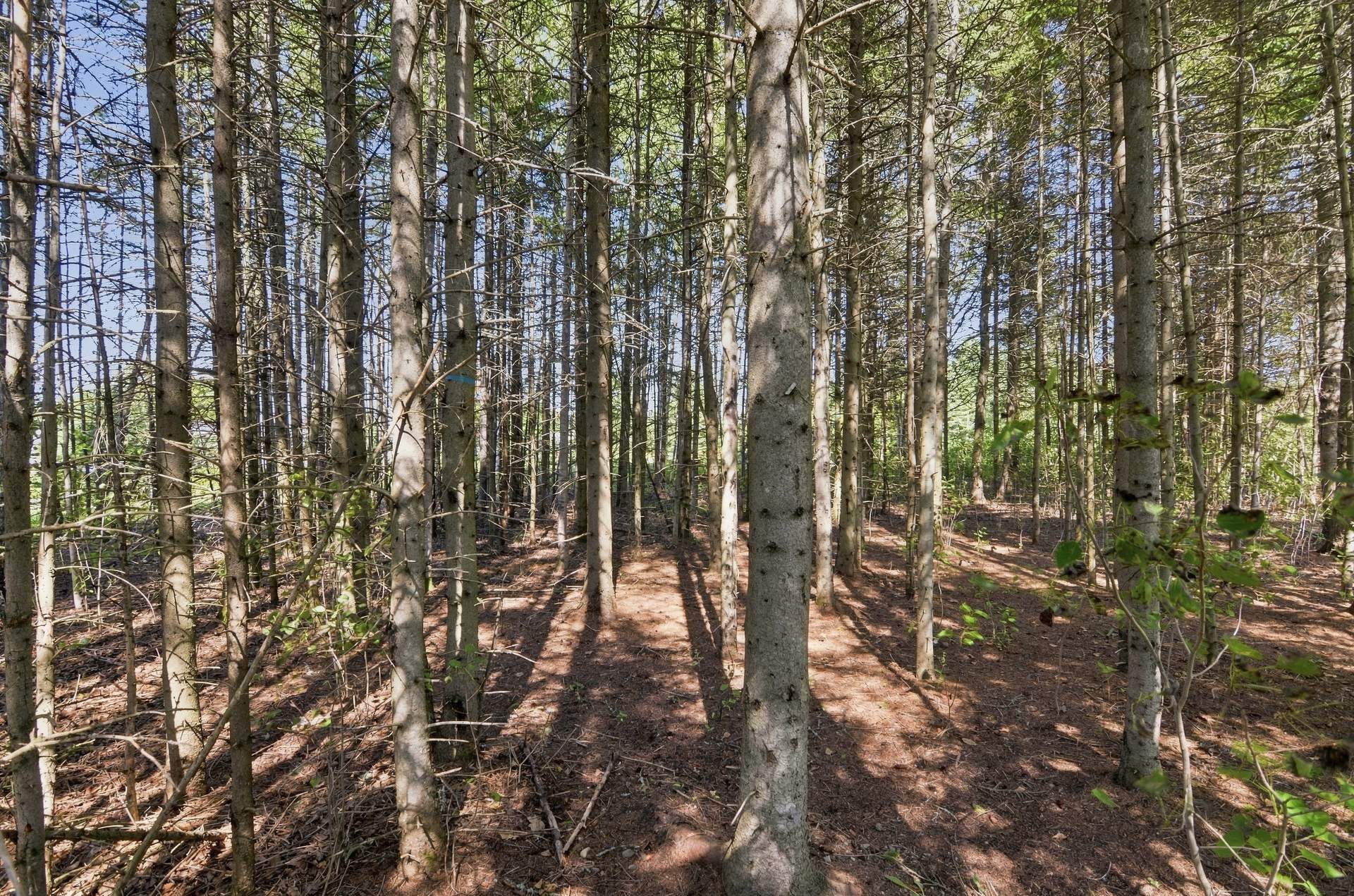 Terre/Terrain