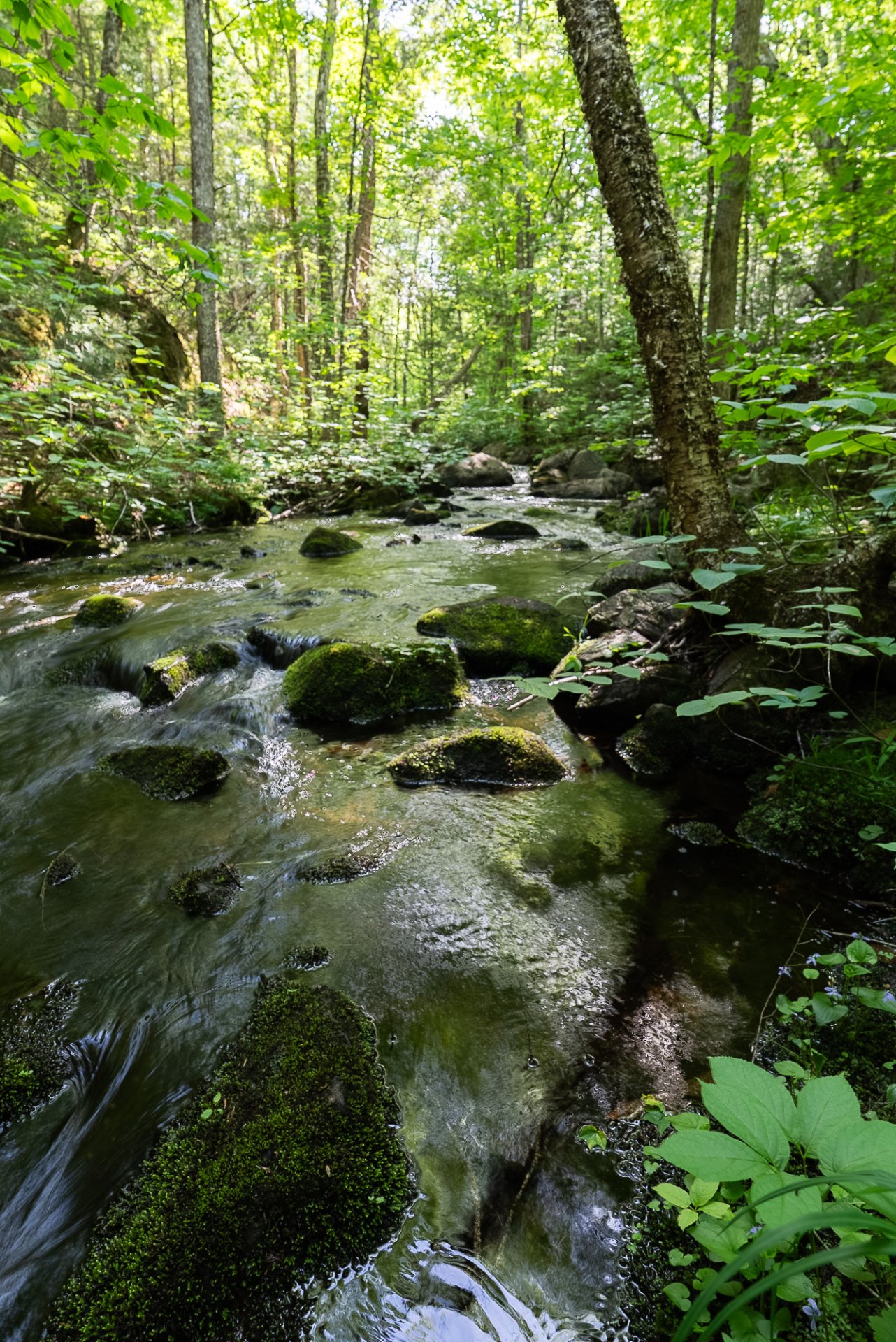 Ruisseau
