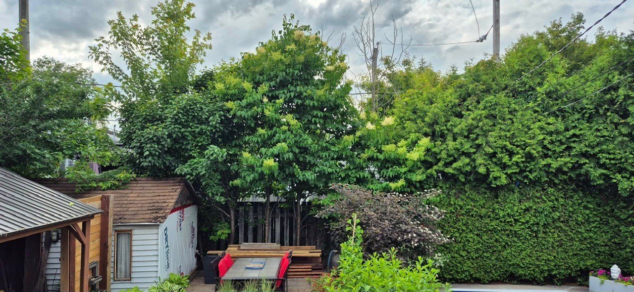 Backyard