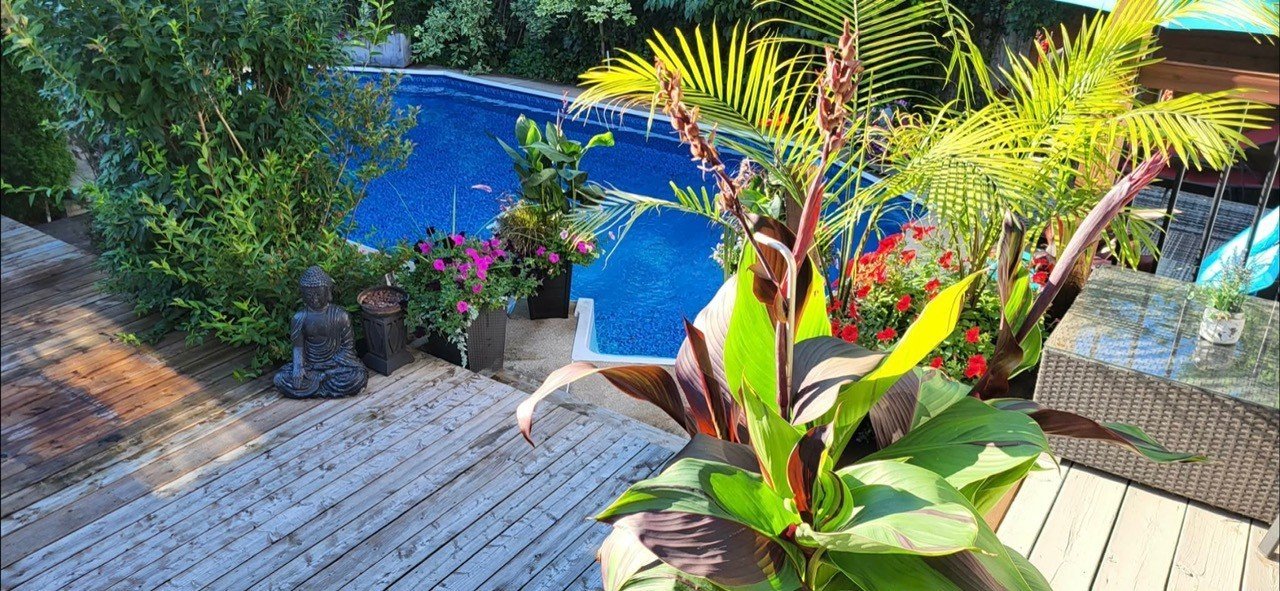 Backyard