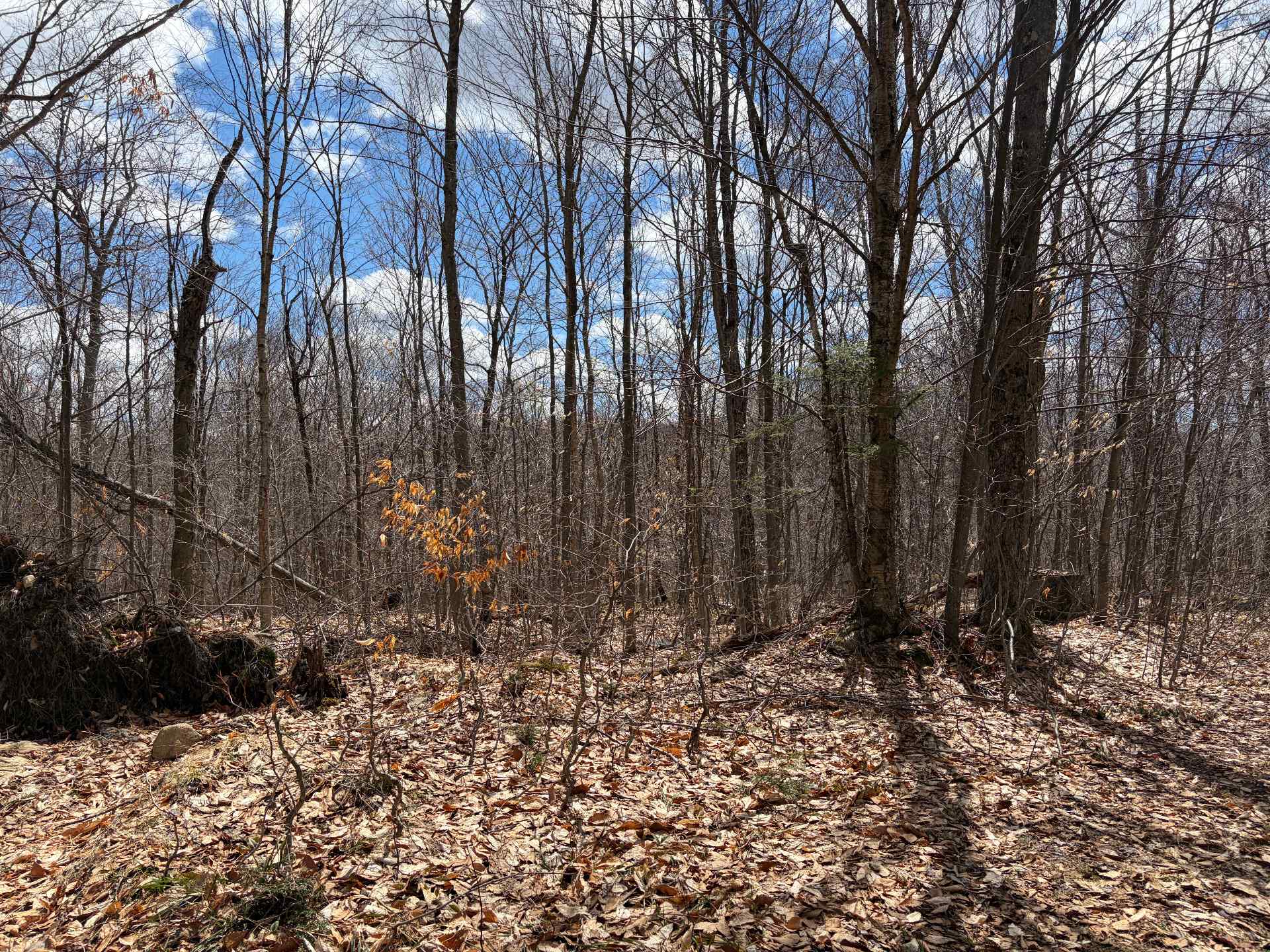 Land/Lot