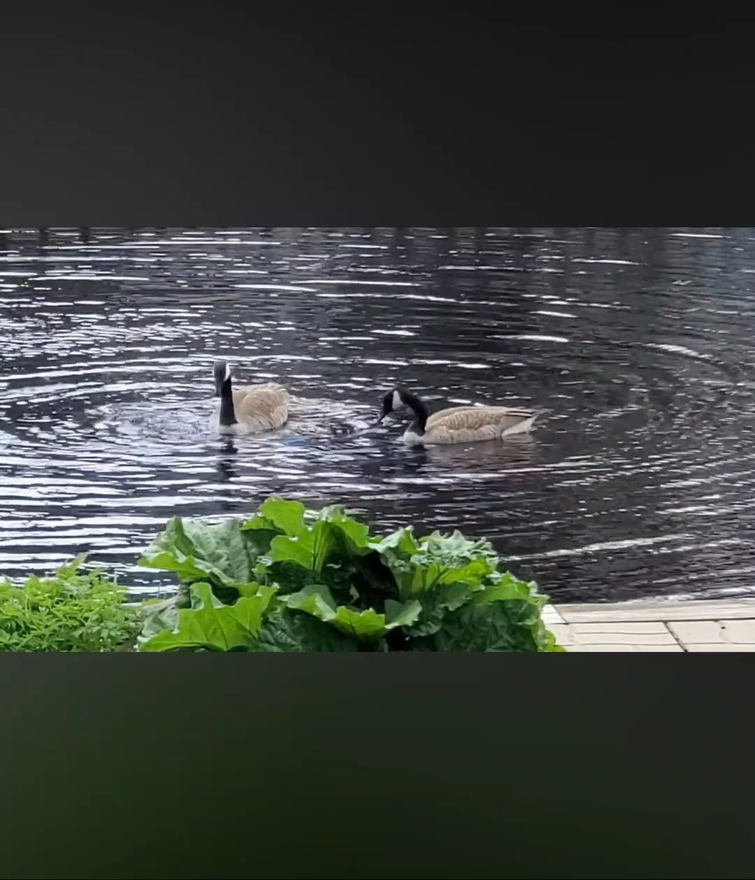 Bord de l'eau