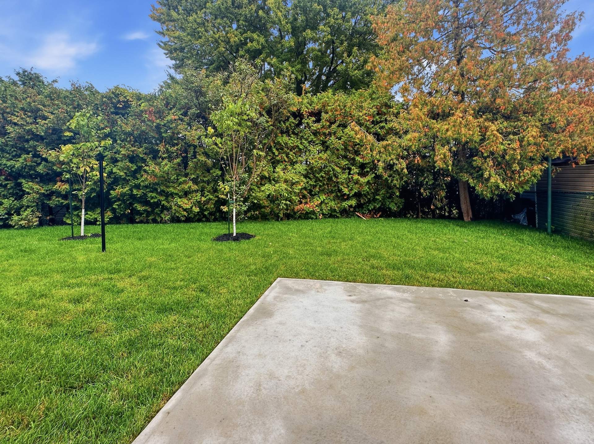 Backyard