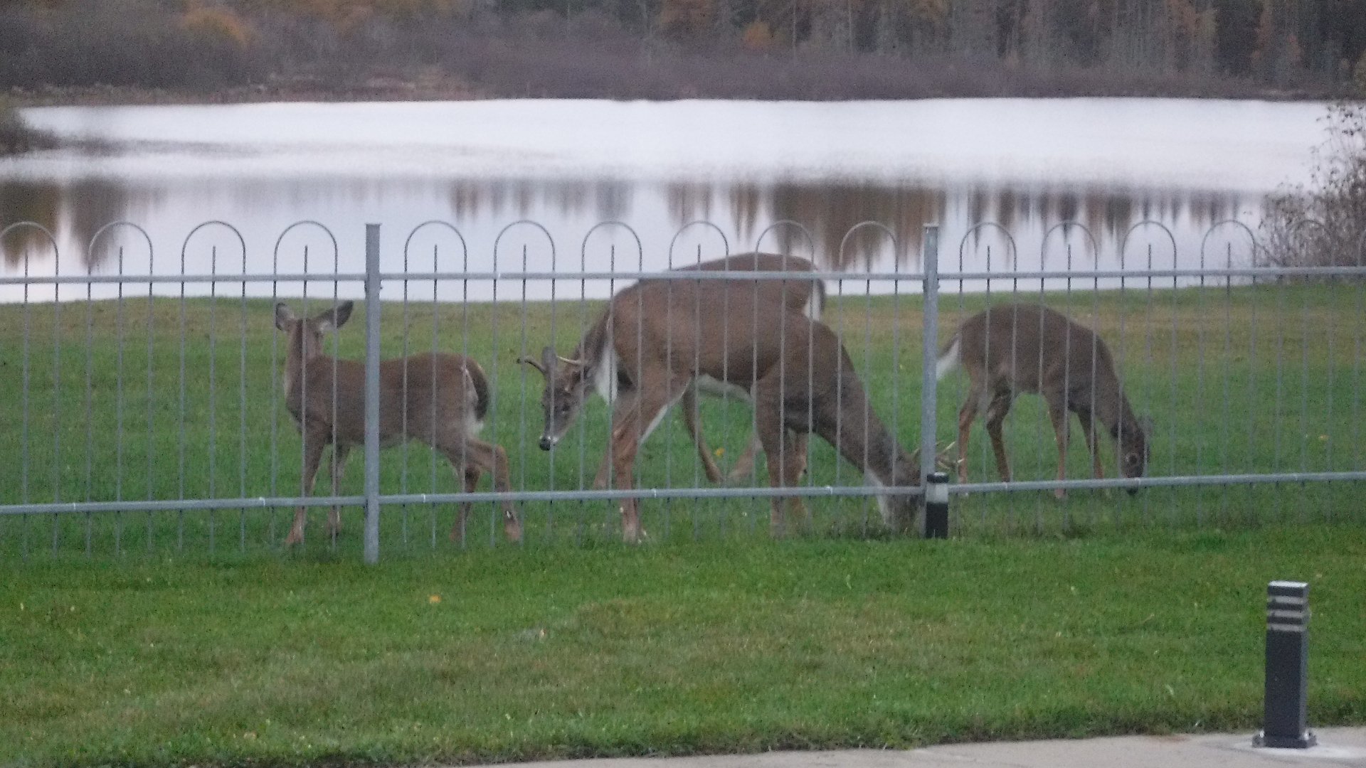 Photo fournie par le vendeur