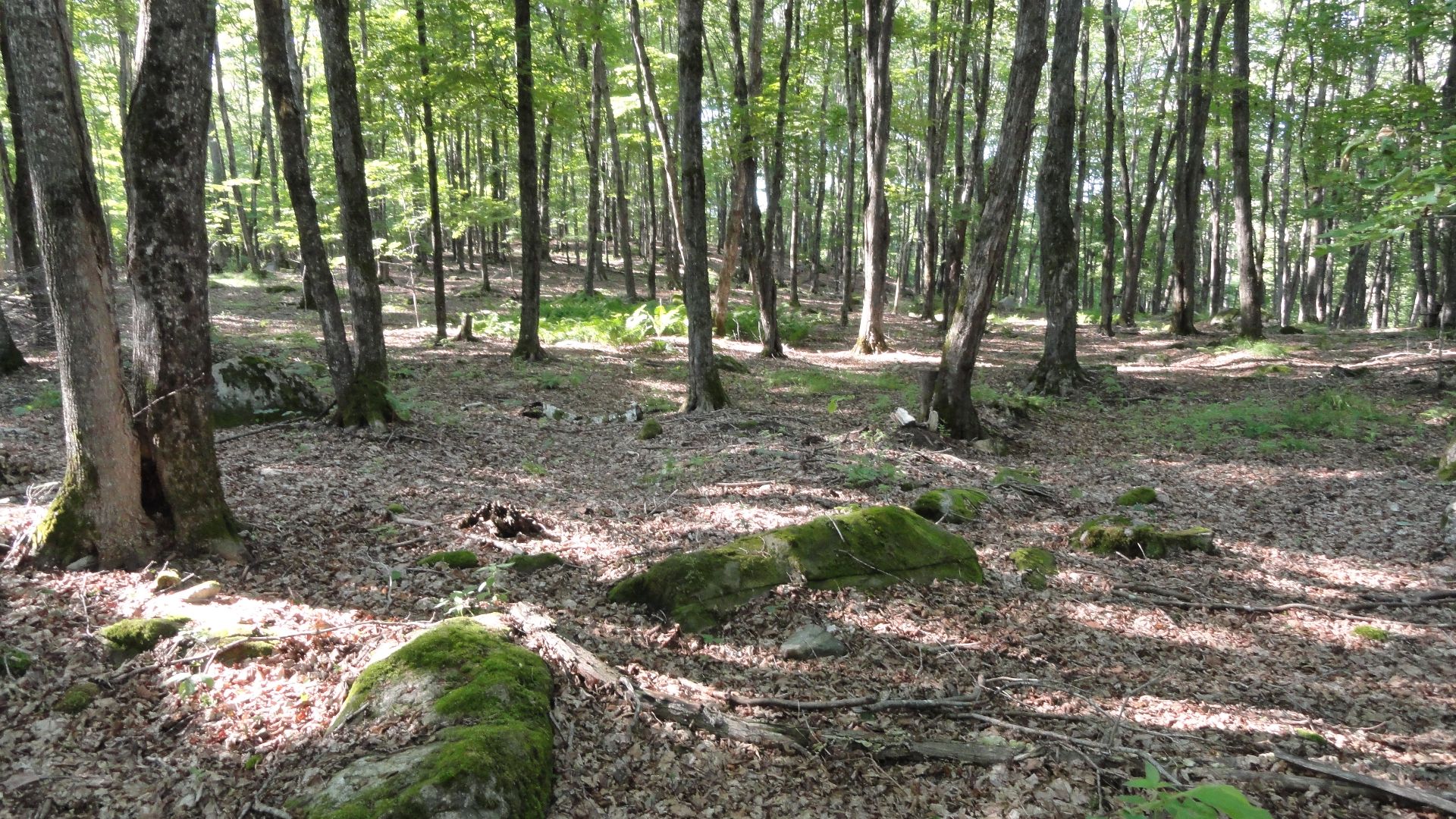 Land/Lot