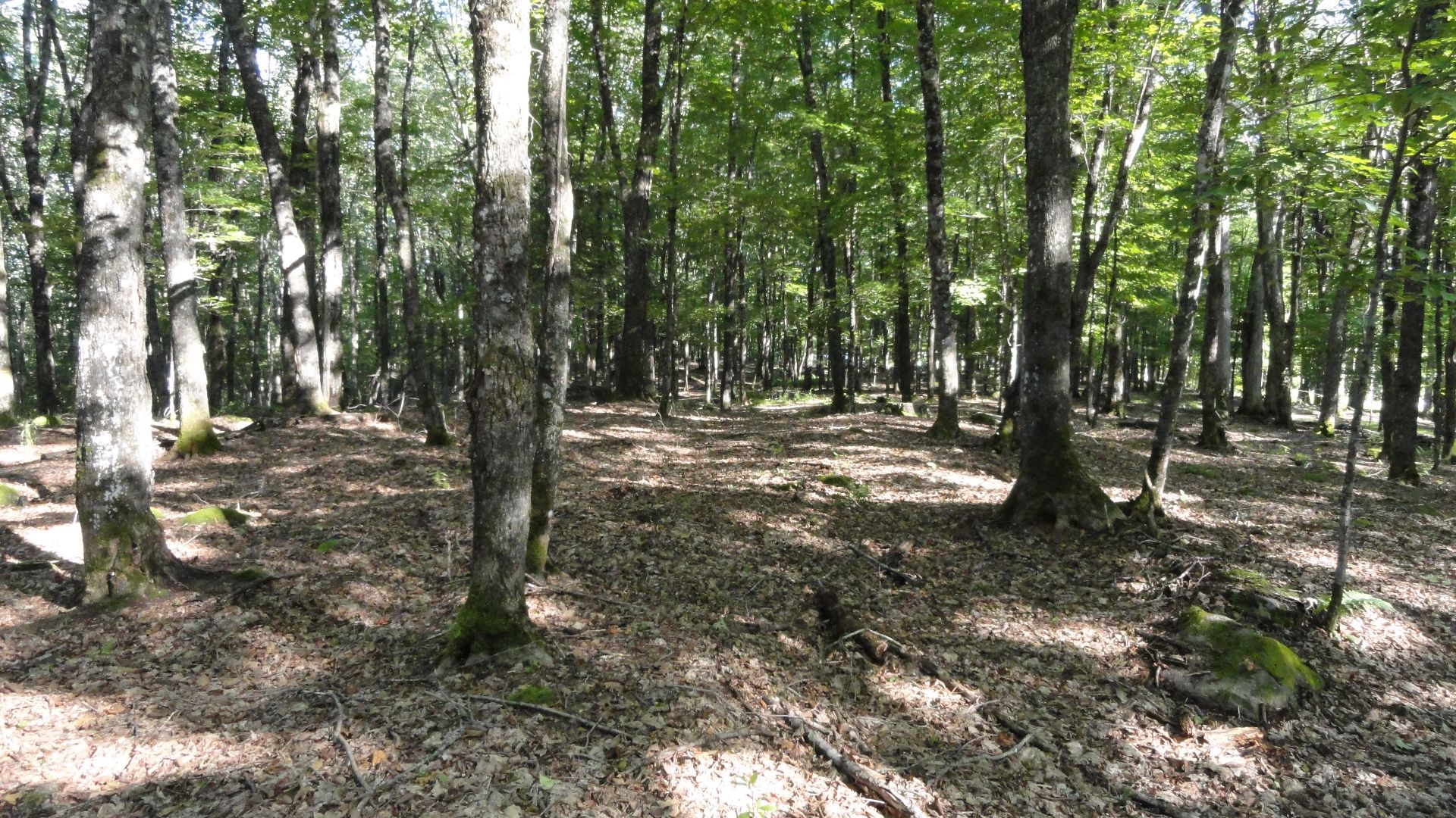 Land/Lot