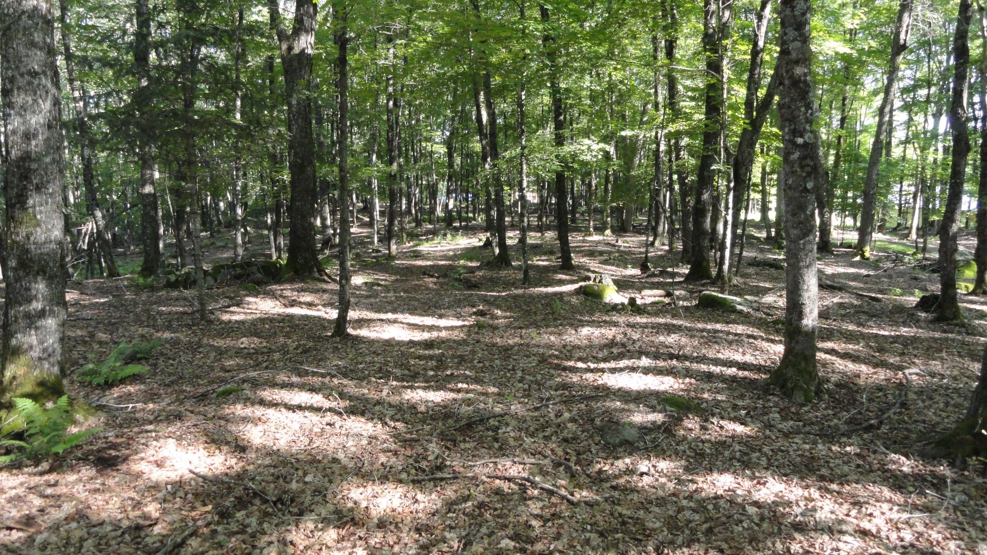 Land/Lot