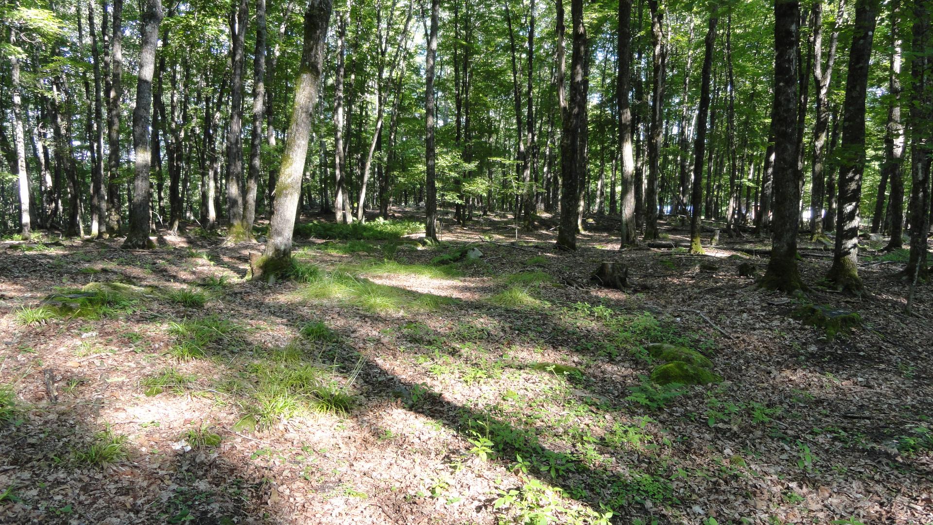 Land/Lot