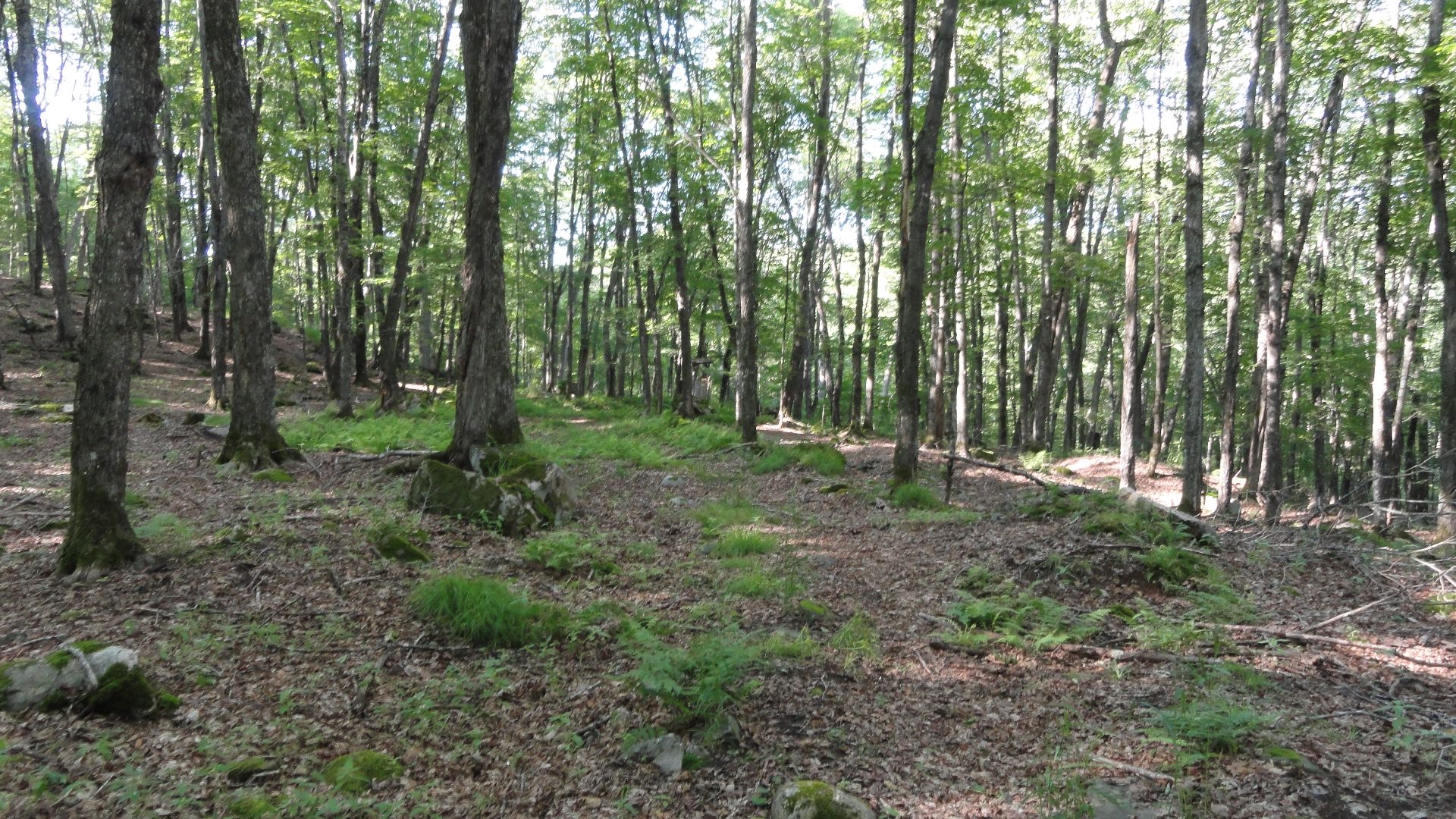 Land/Lot