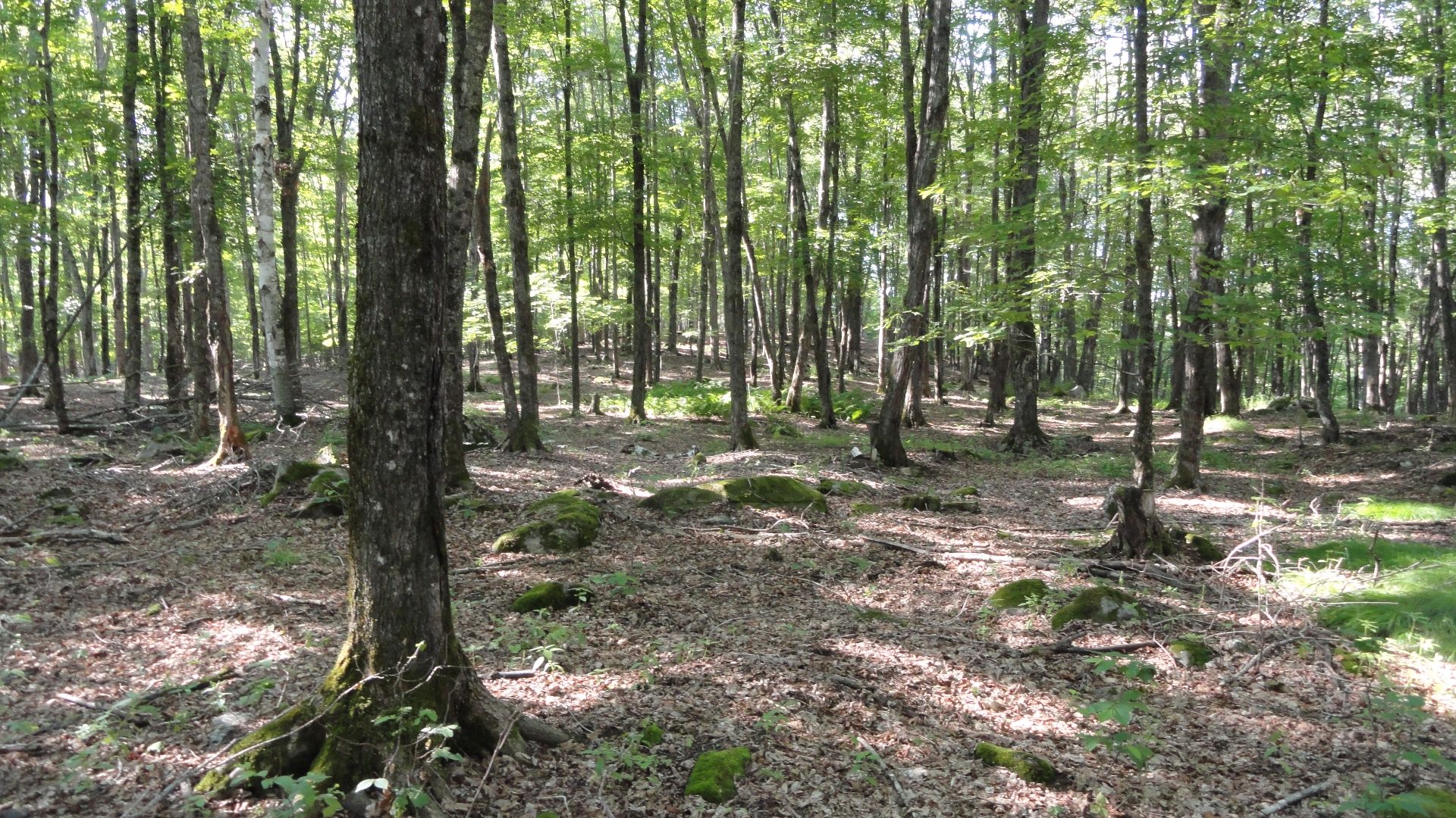 Land/Lot