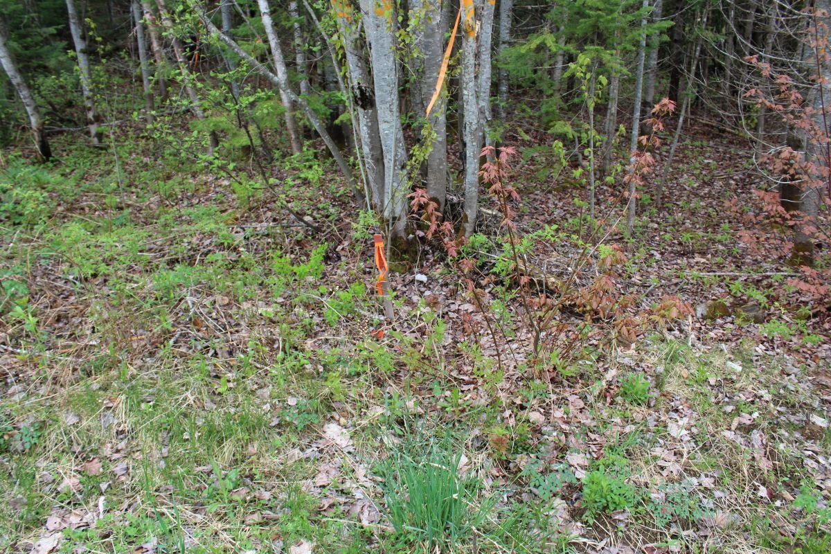 Land/Lot