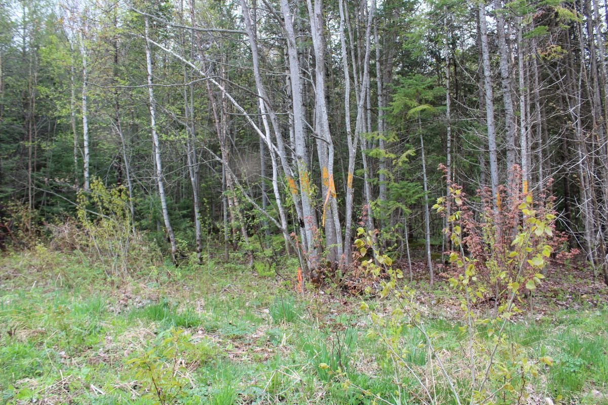 Land/Lot