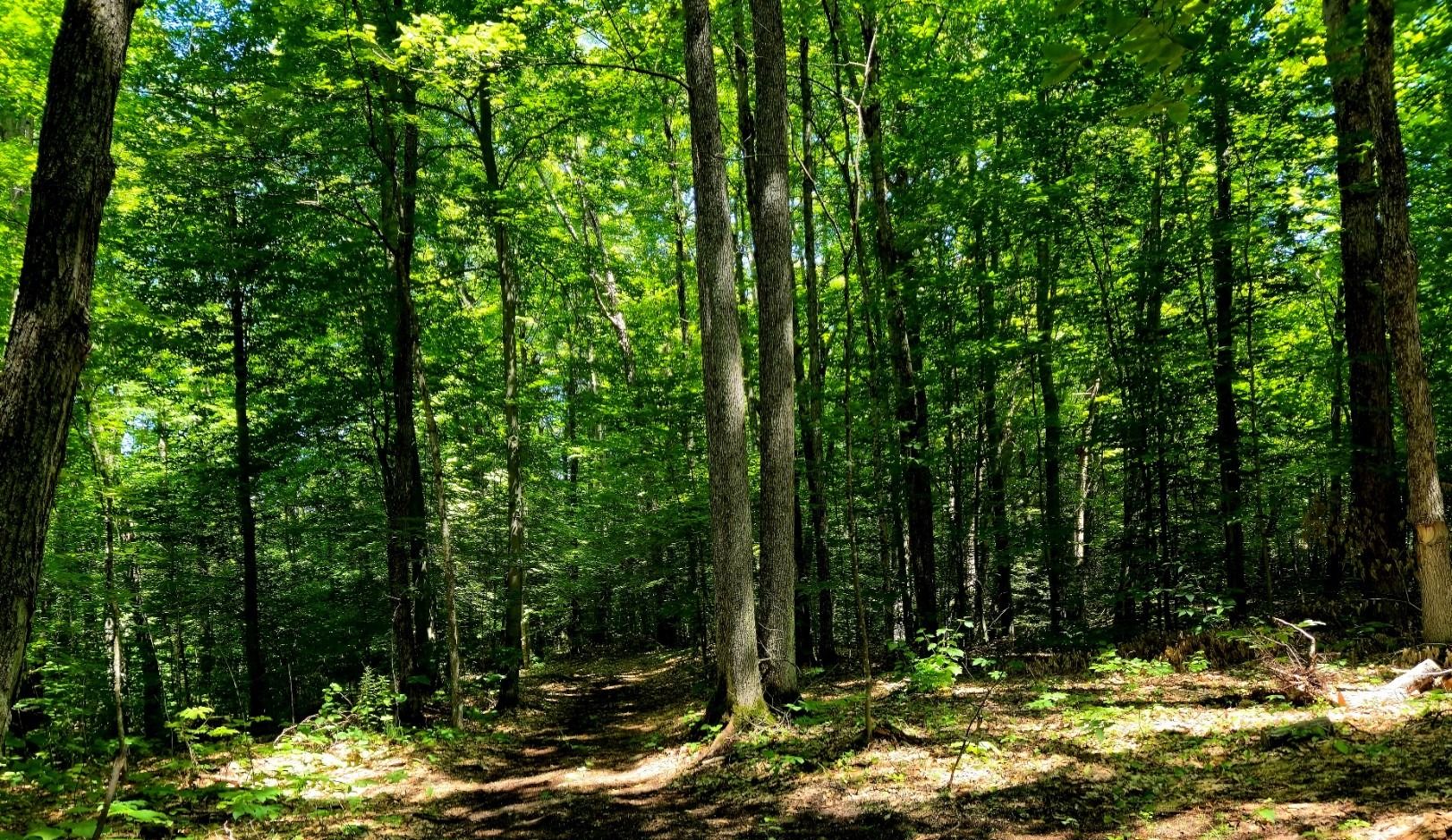 Land/Lot