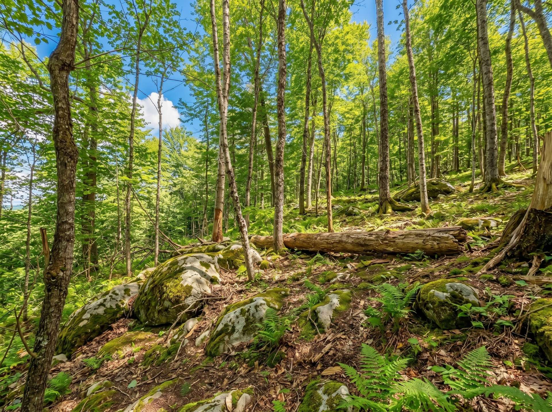 Terre/Terrain