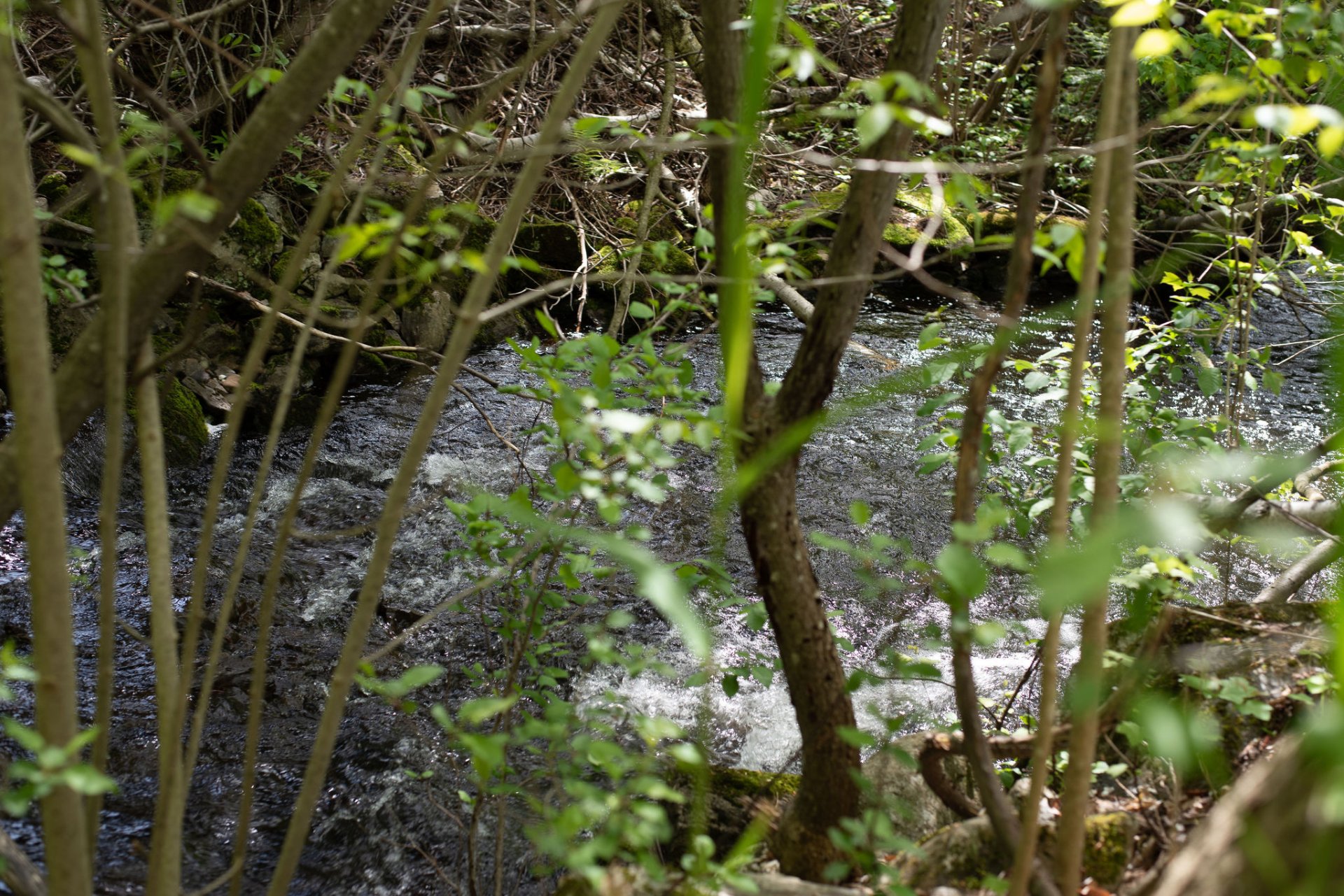 Vue sur l'eau