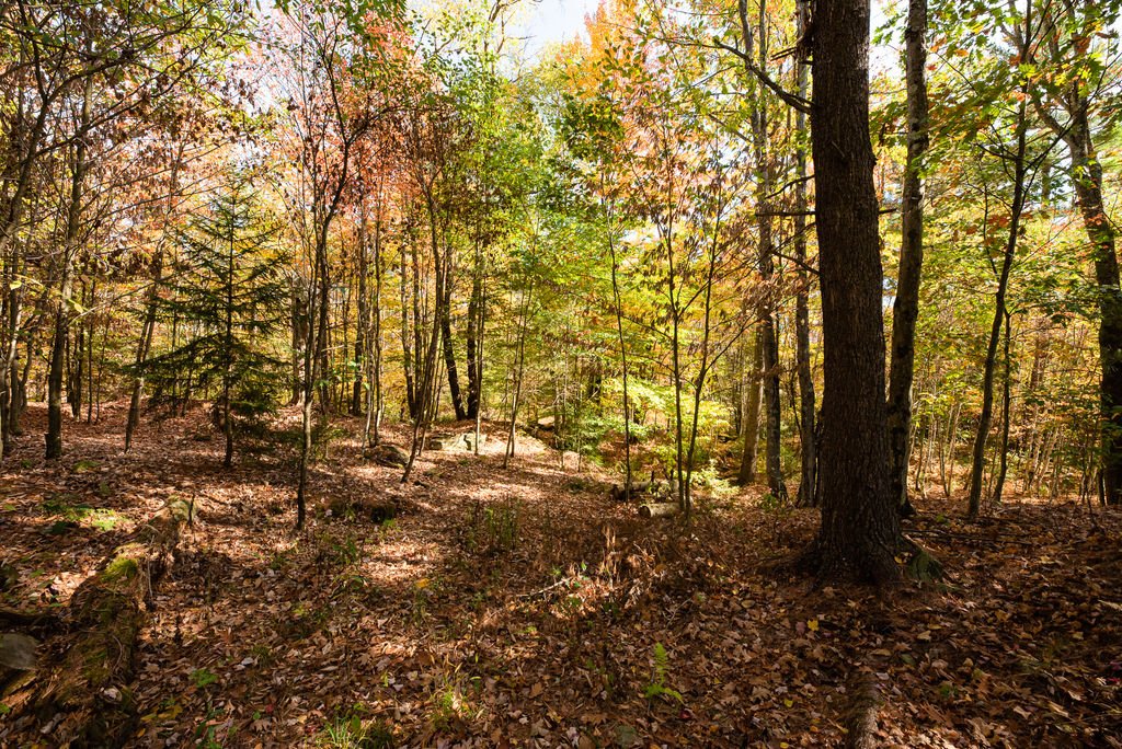 Wooded area
