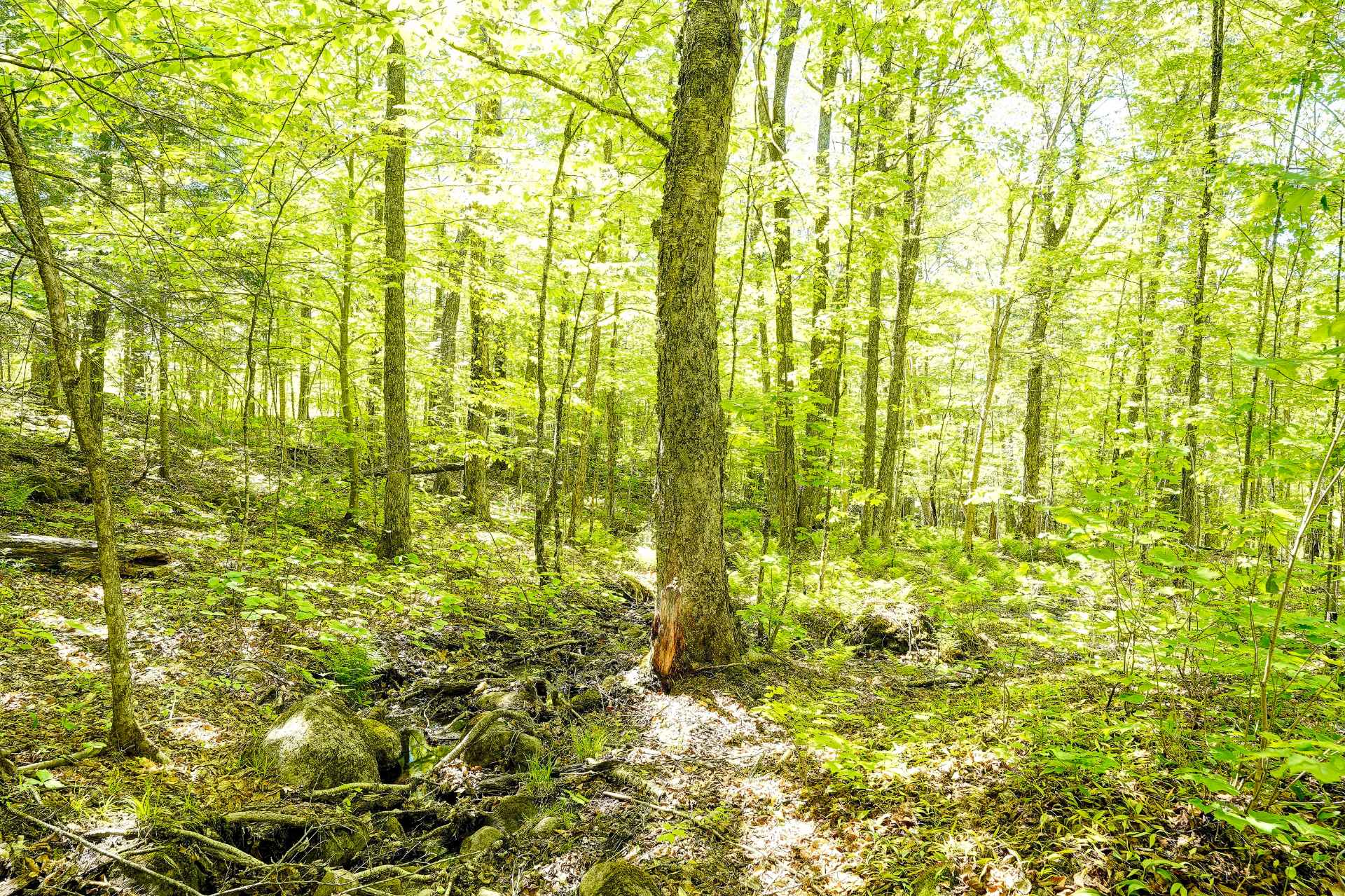 Terre/Terrain