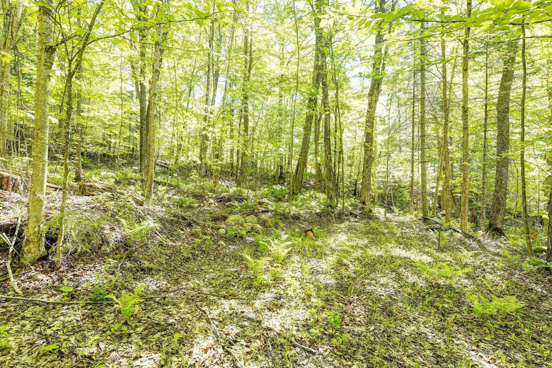 Terre/Terrain