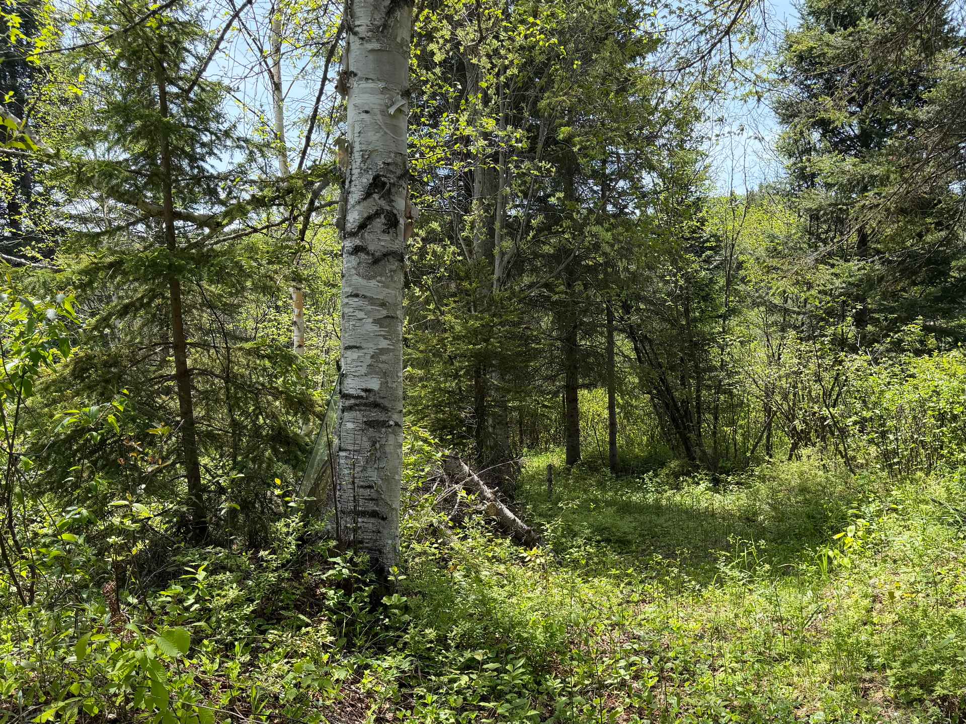 Terre/Terrain