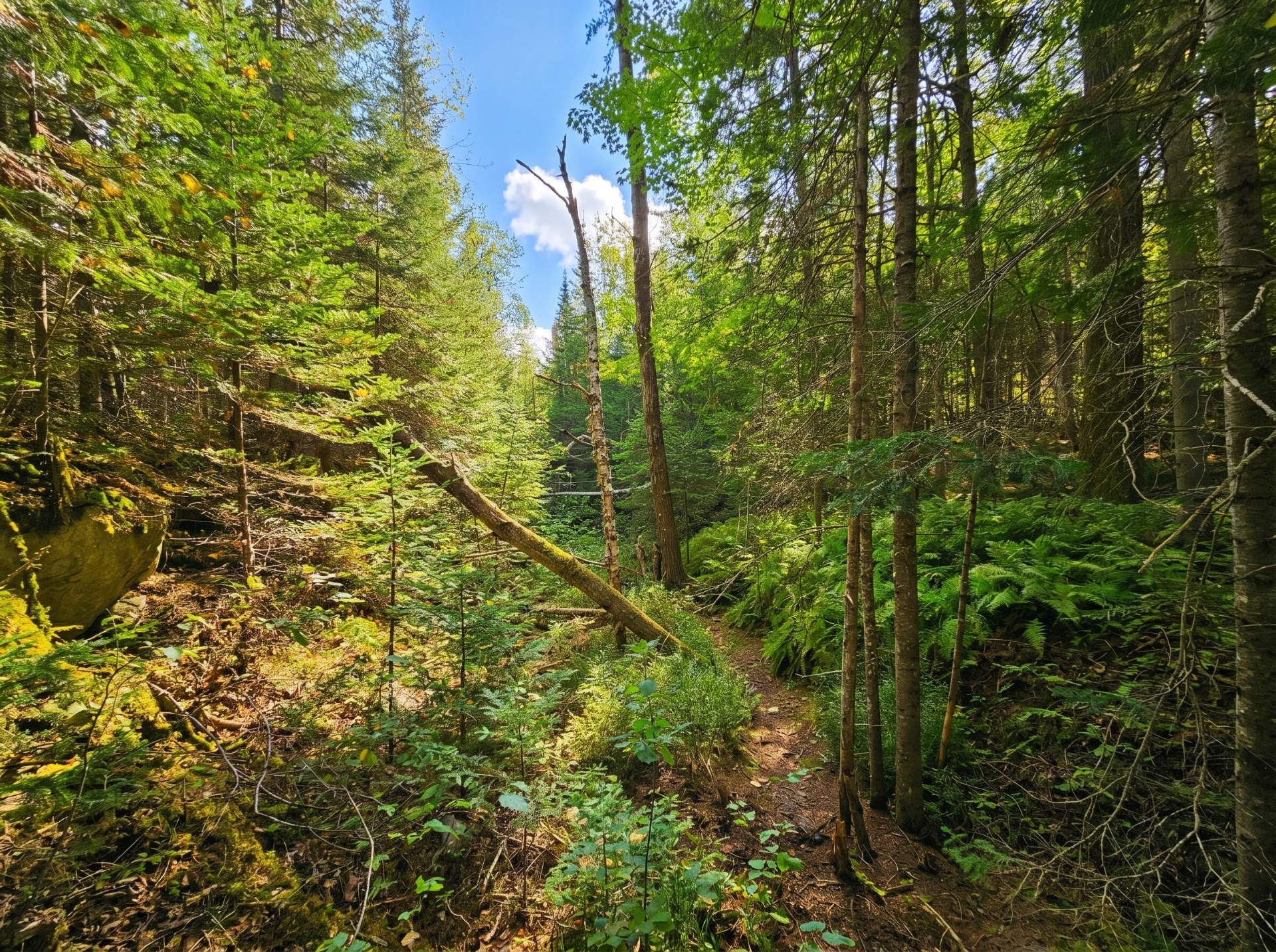 Woodland