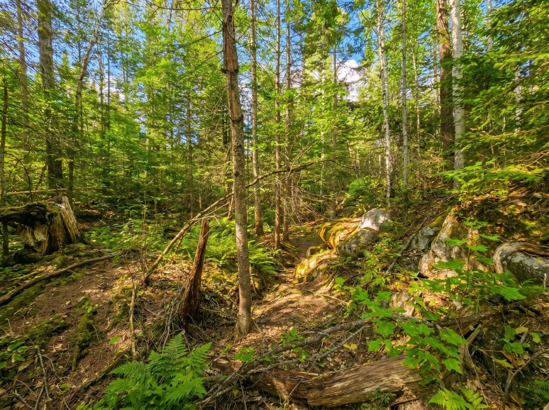 Land/Lot