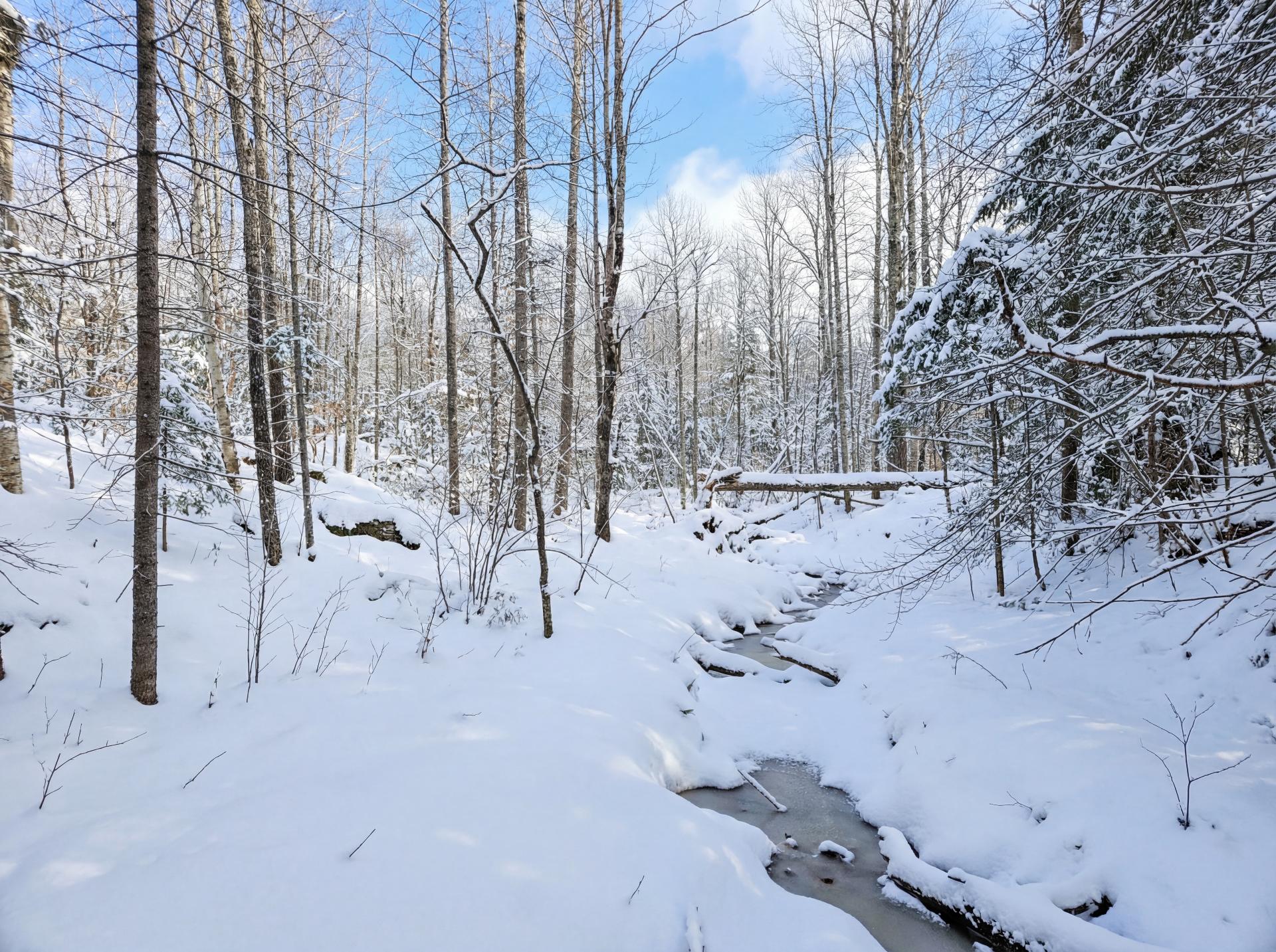 Wooded area