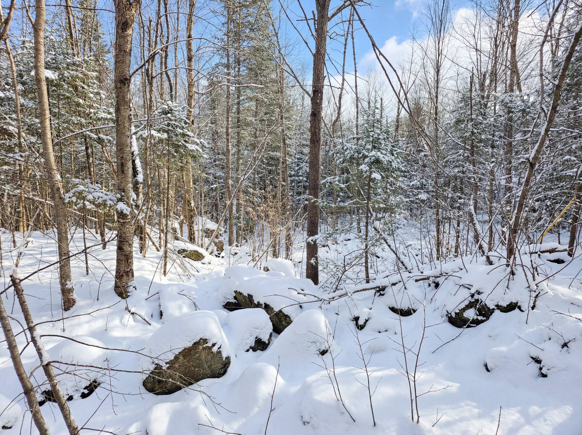 Wooded area