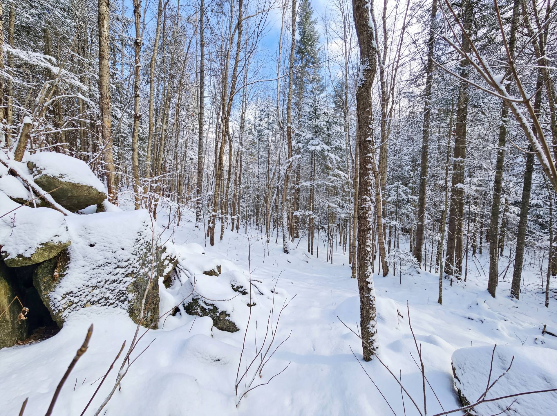 Wooded area