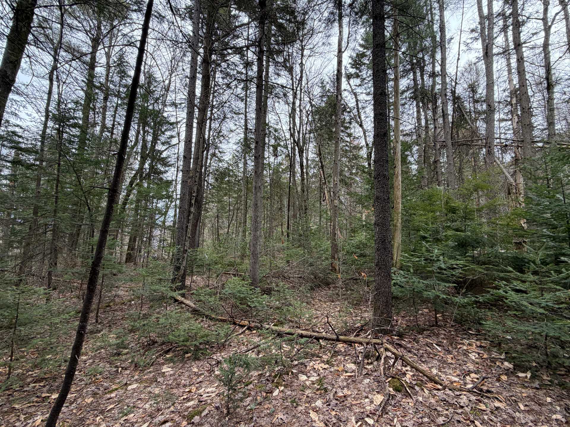 Terre/Terrain