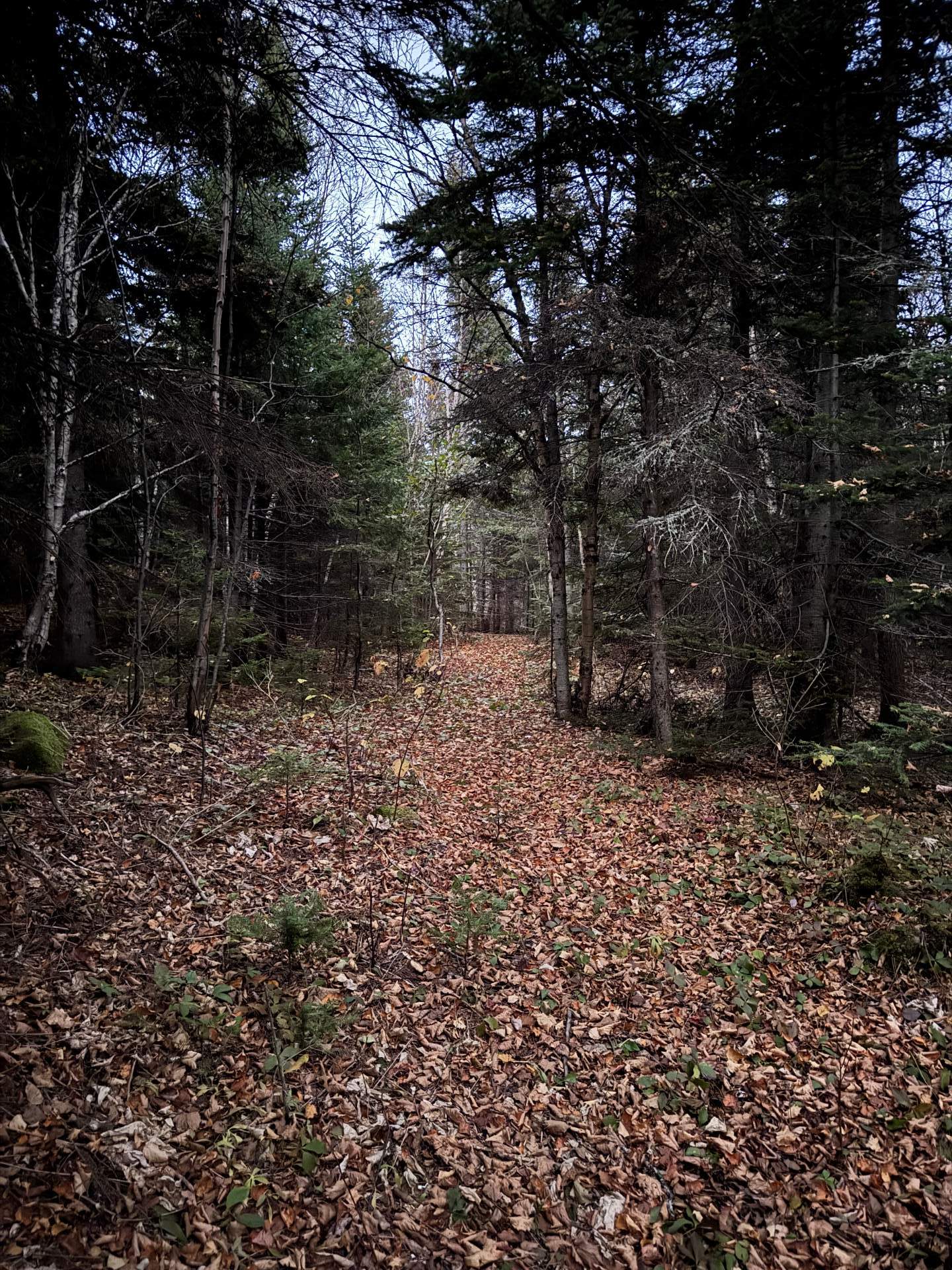 Wooded area
