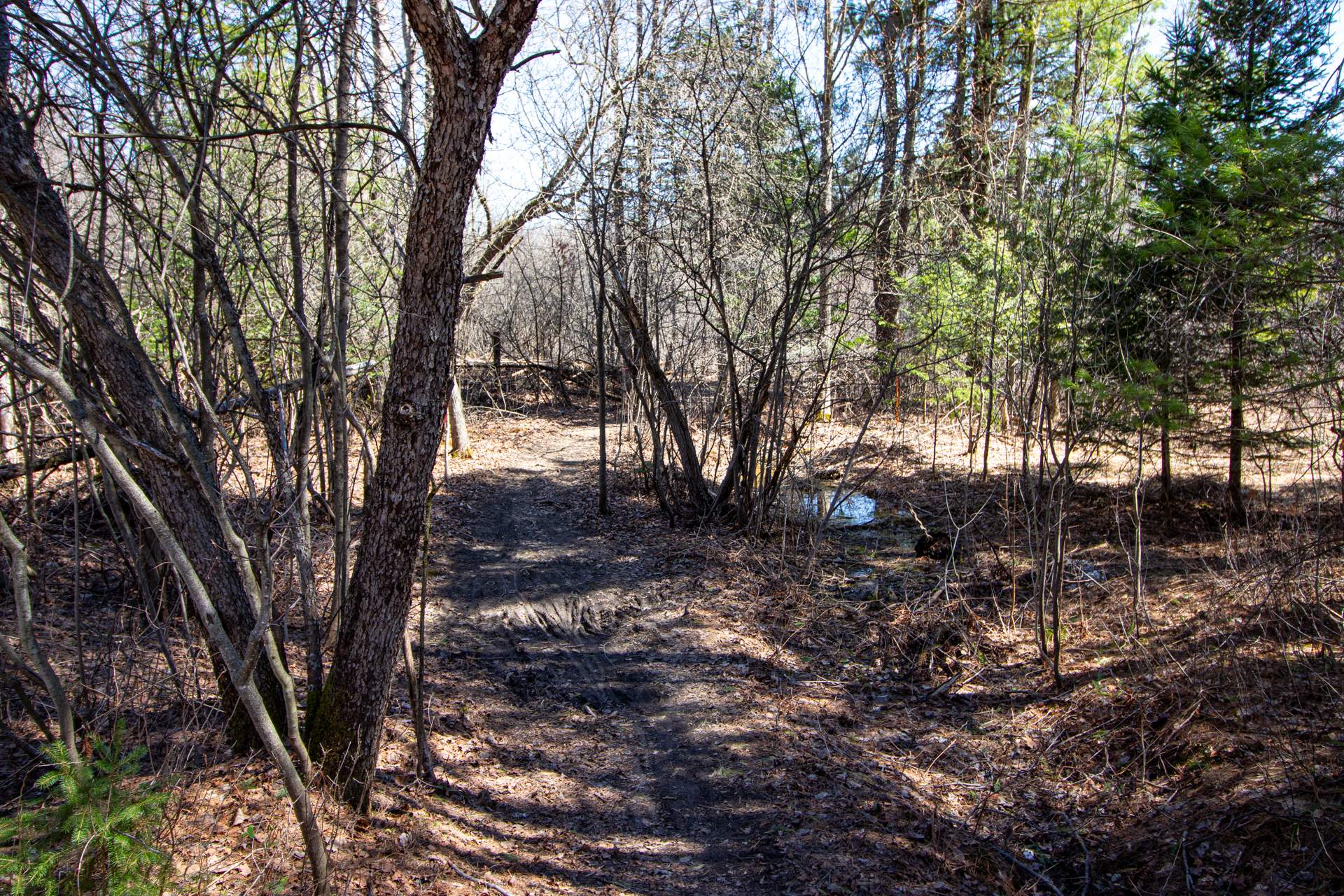 Wooded area