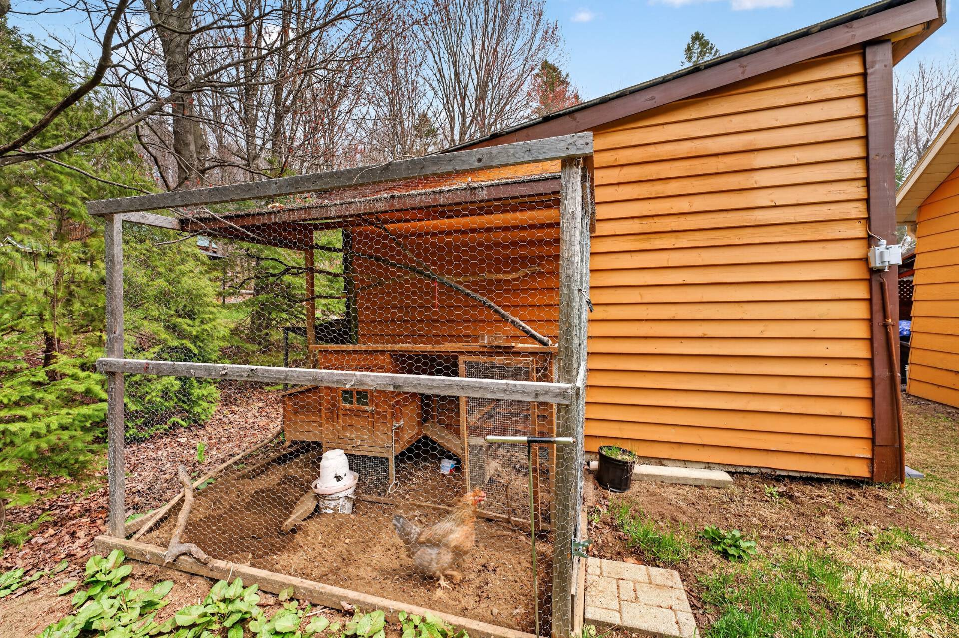 Backyard