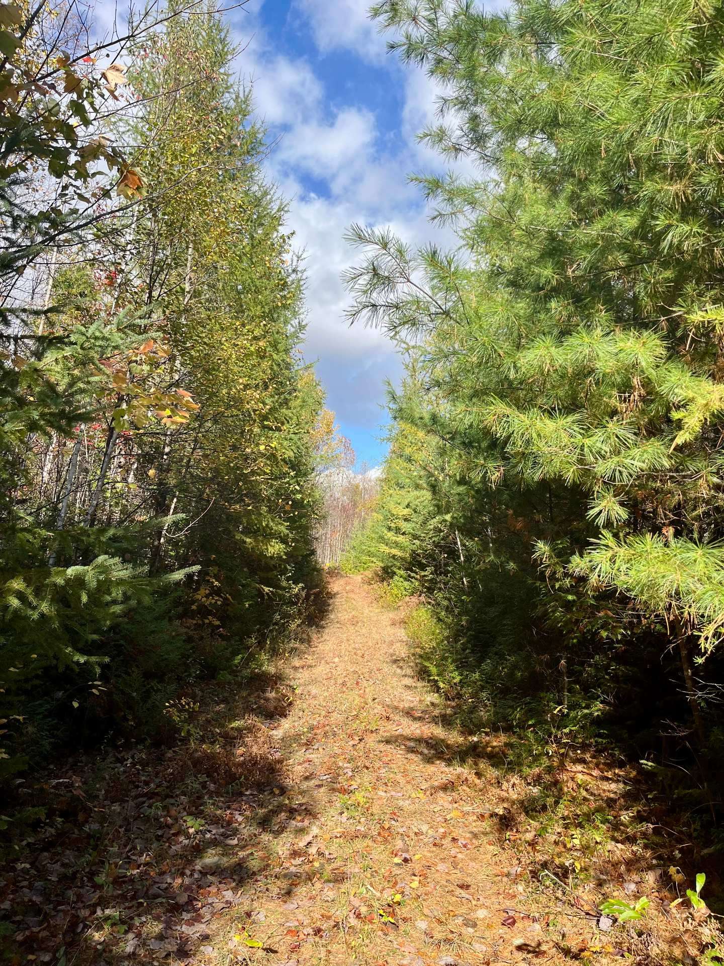 Chemin