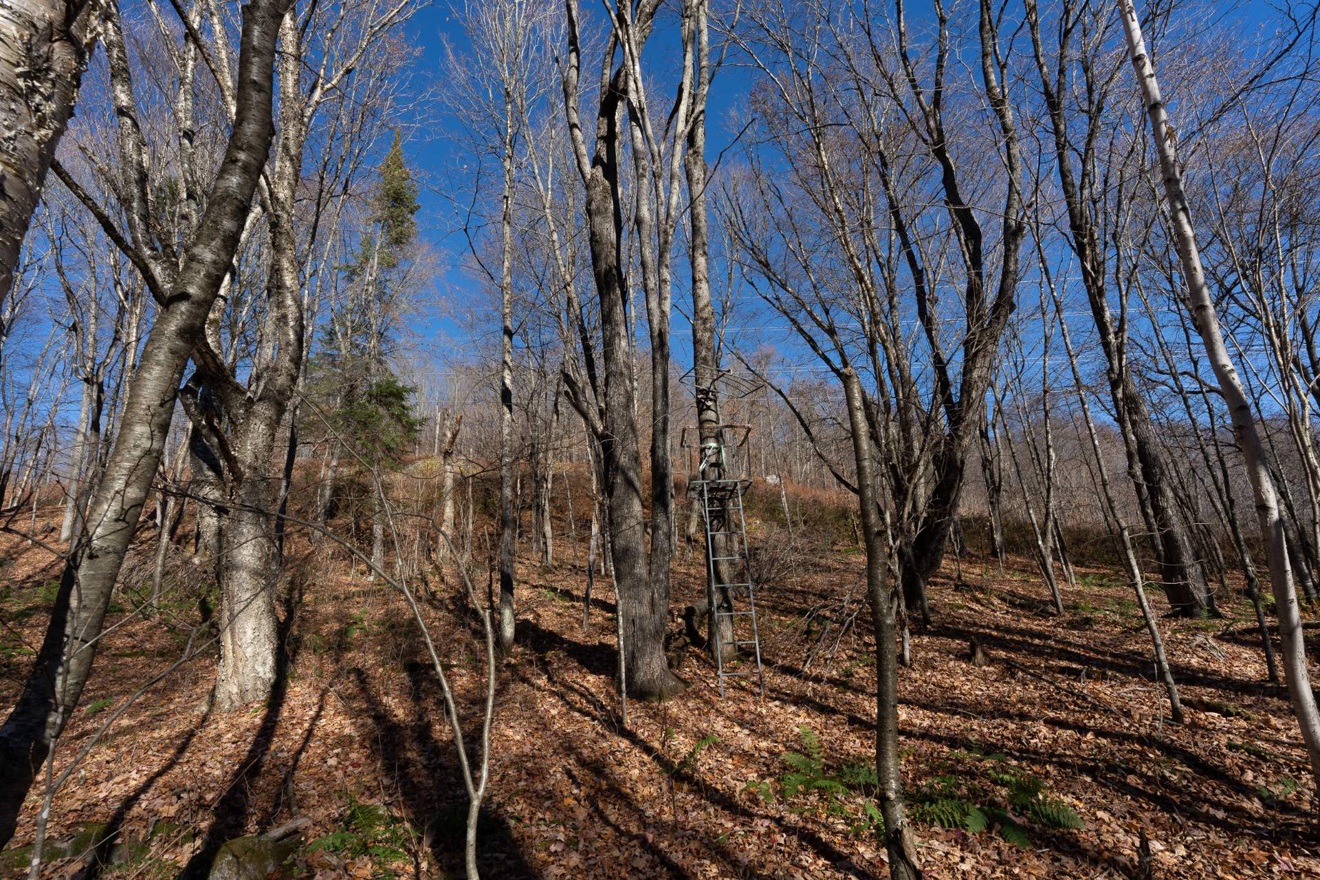 Terre/Terrain