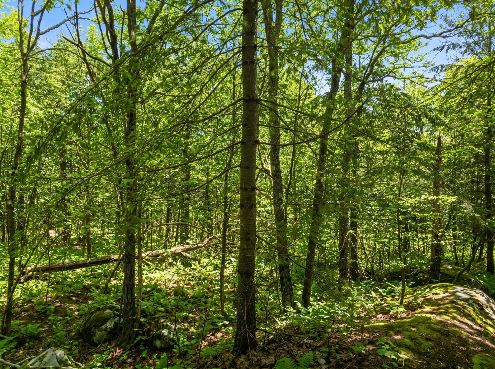 Land/Lot