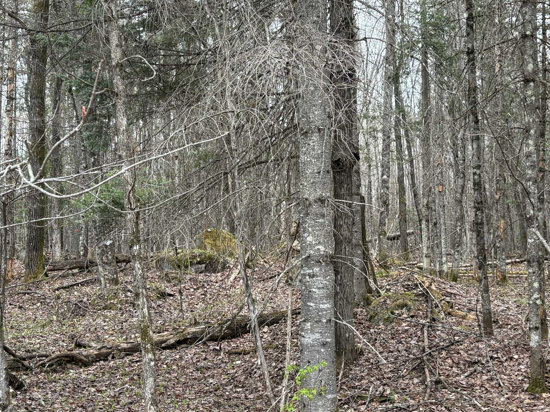 Land/Lot