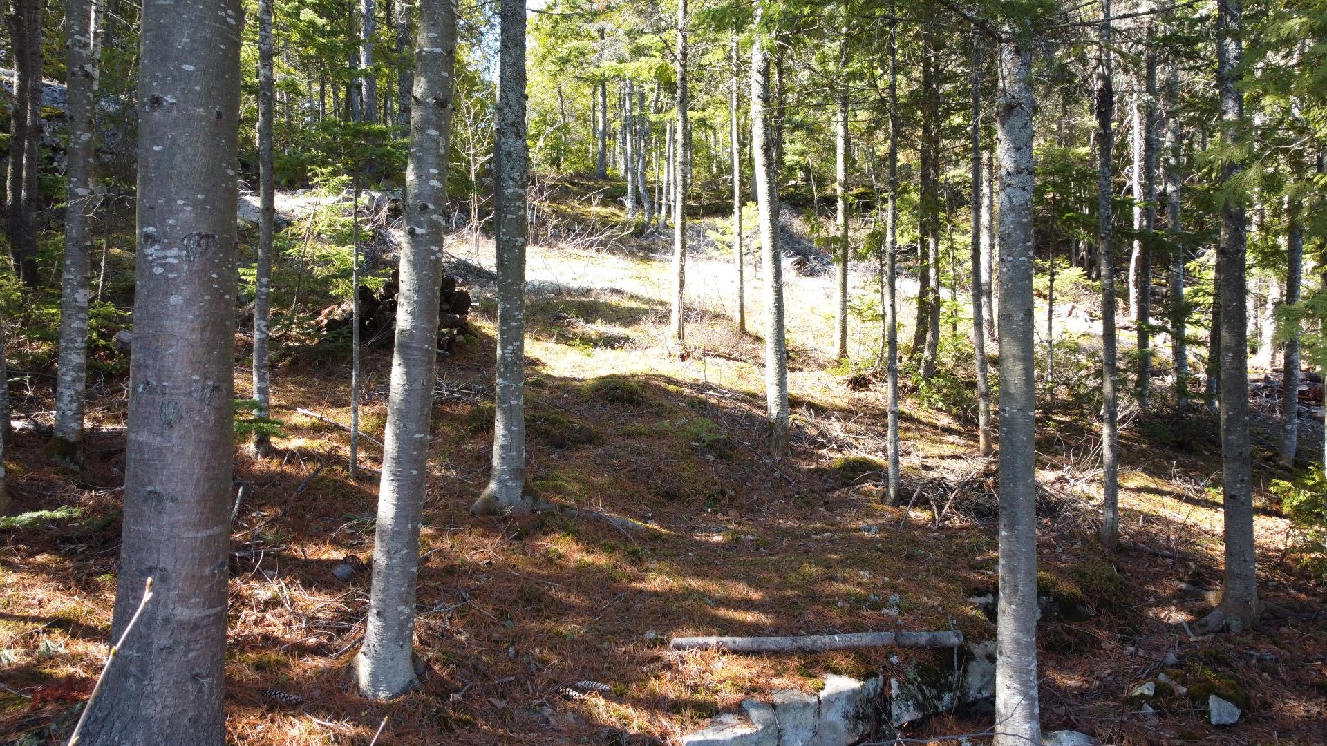 Wooded area