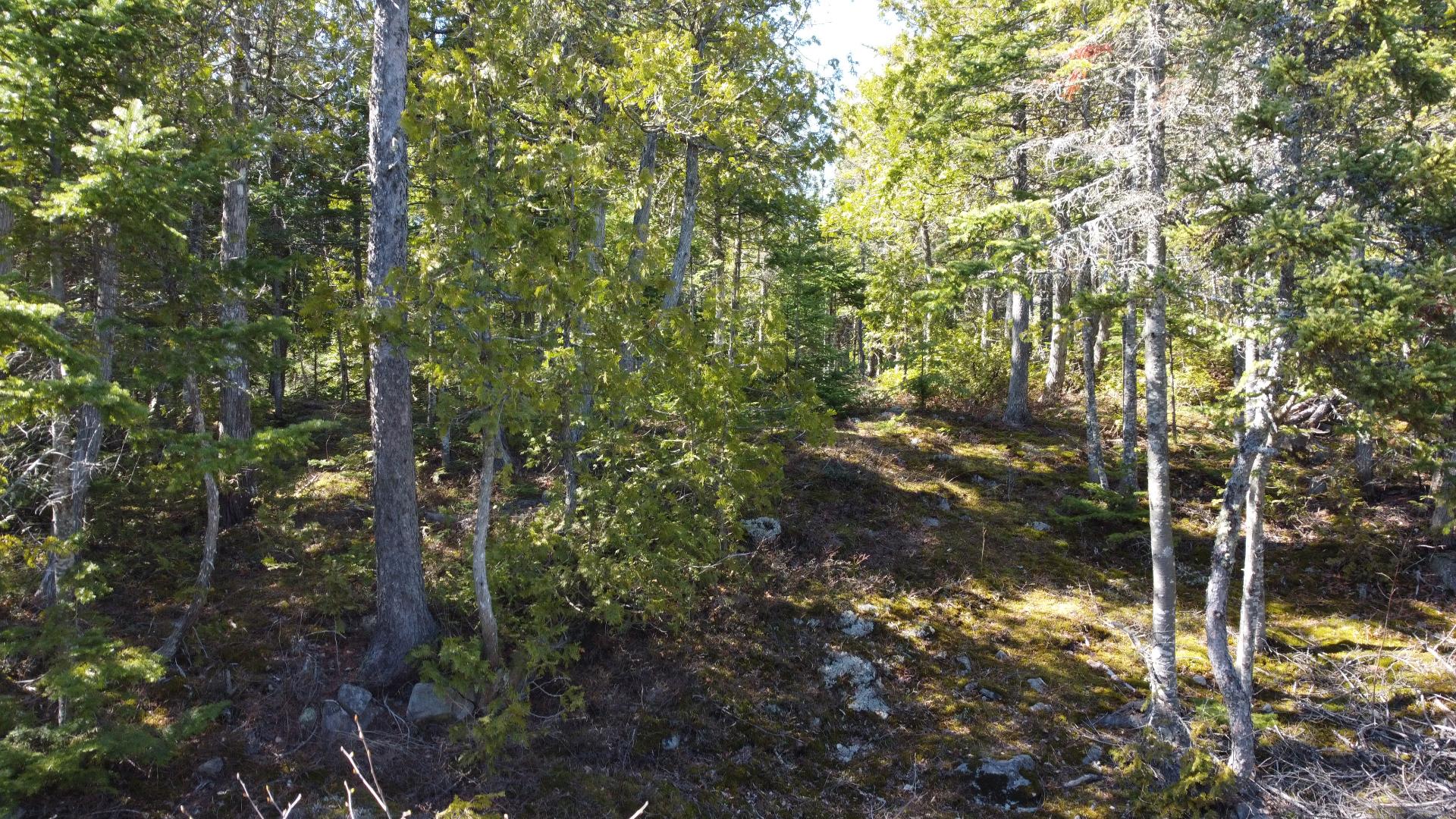 Wooded area