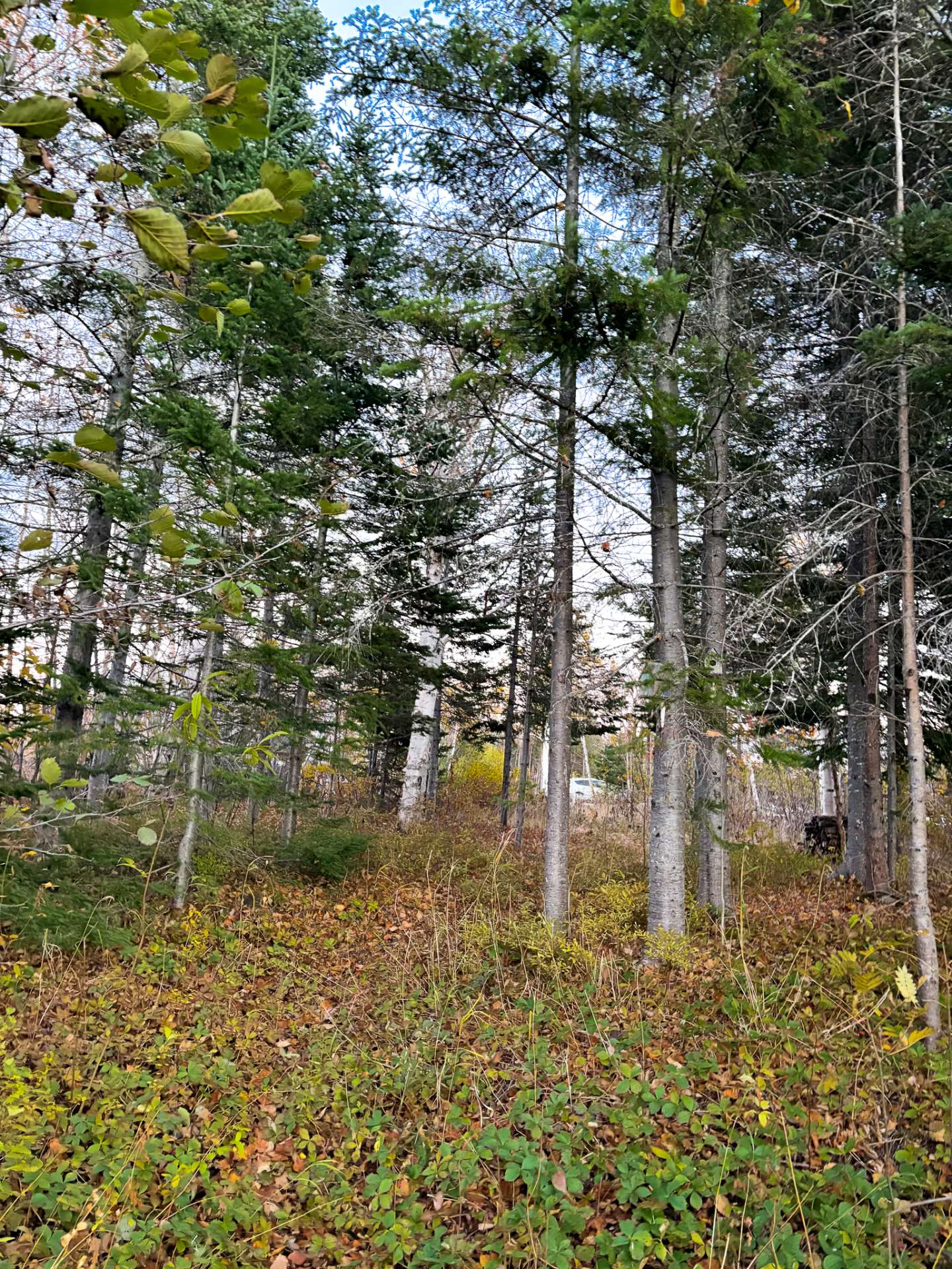 Terre/Terrain