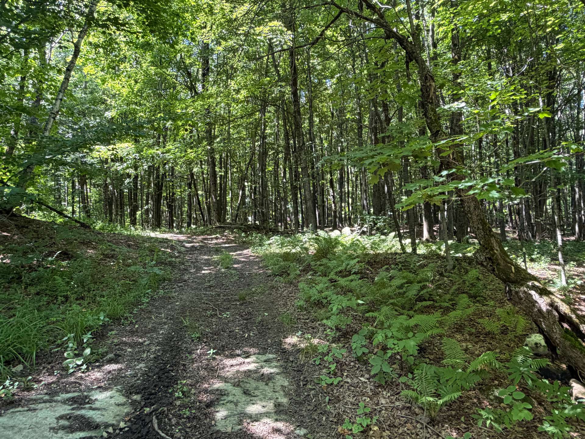 Terrain avec sentiers