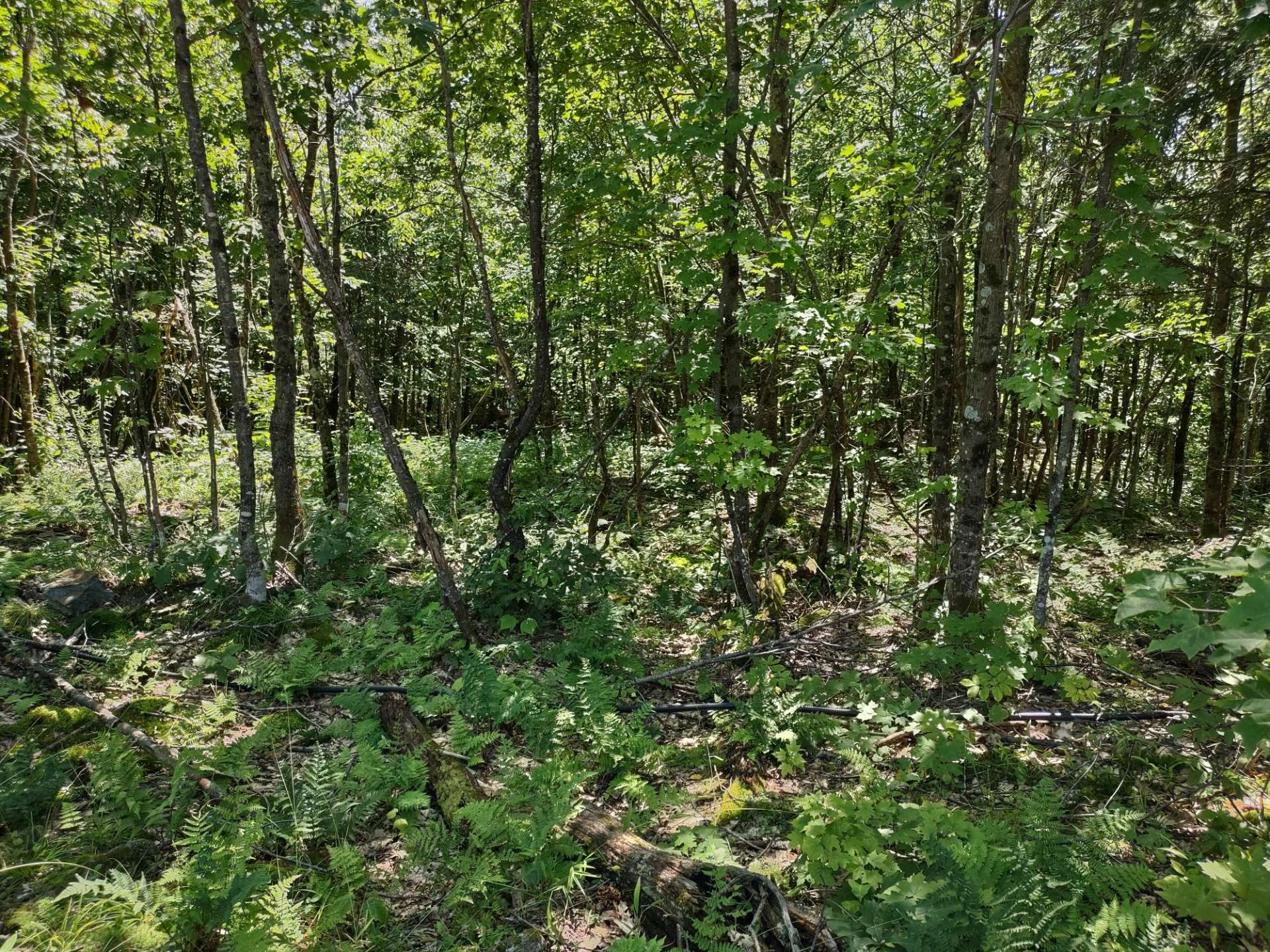 Terrain