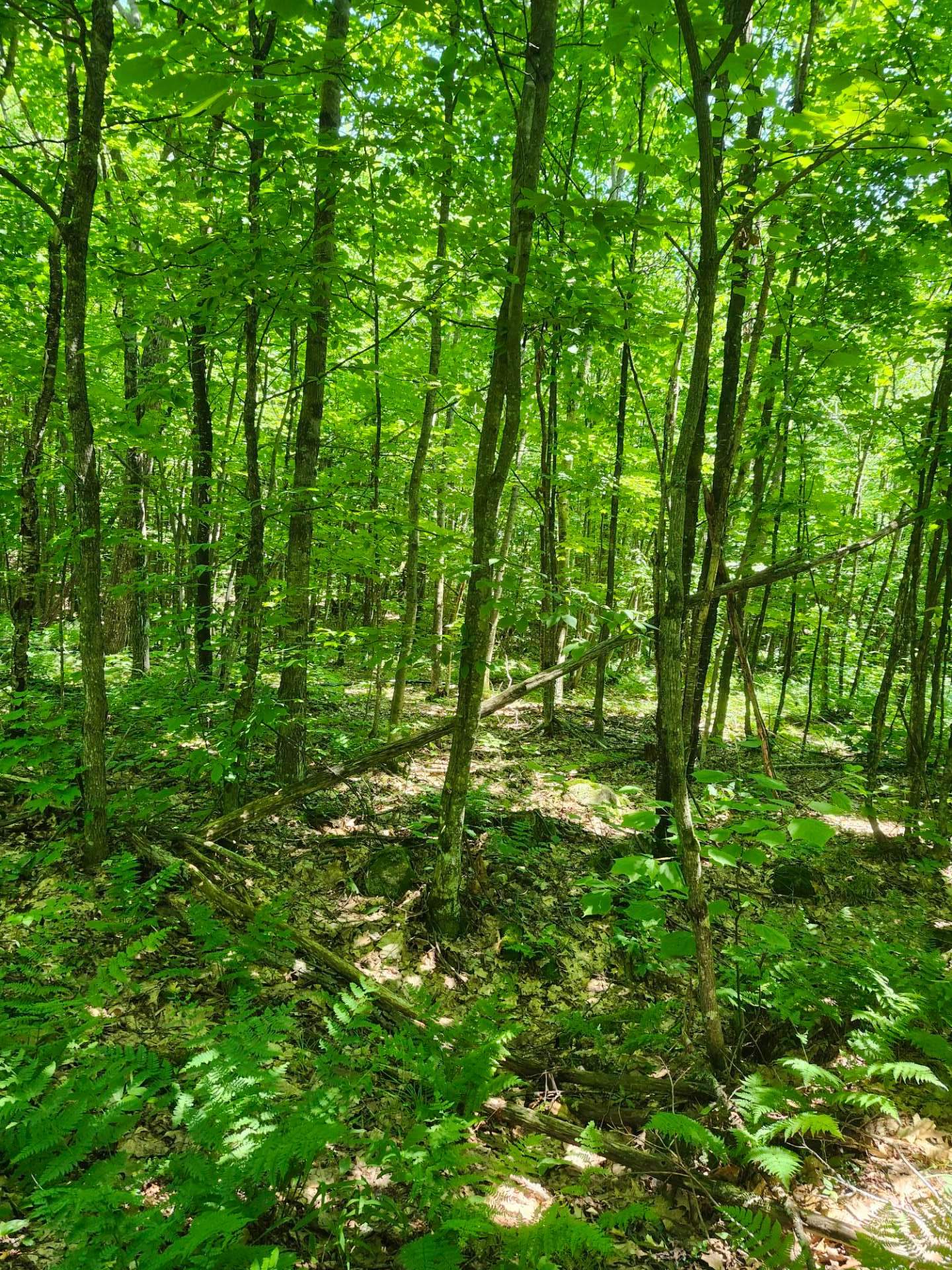 Terrain