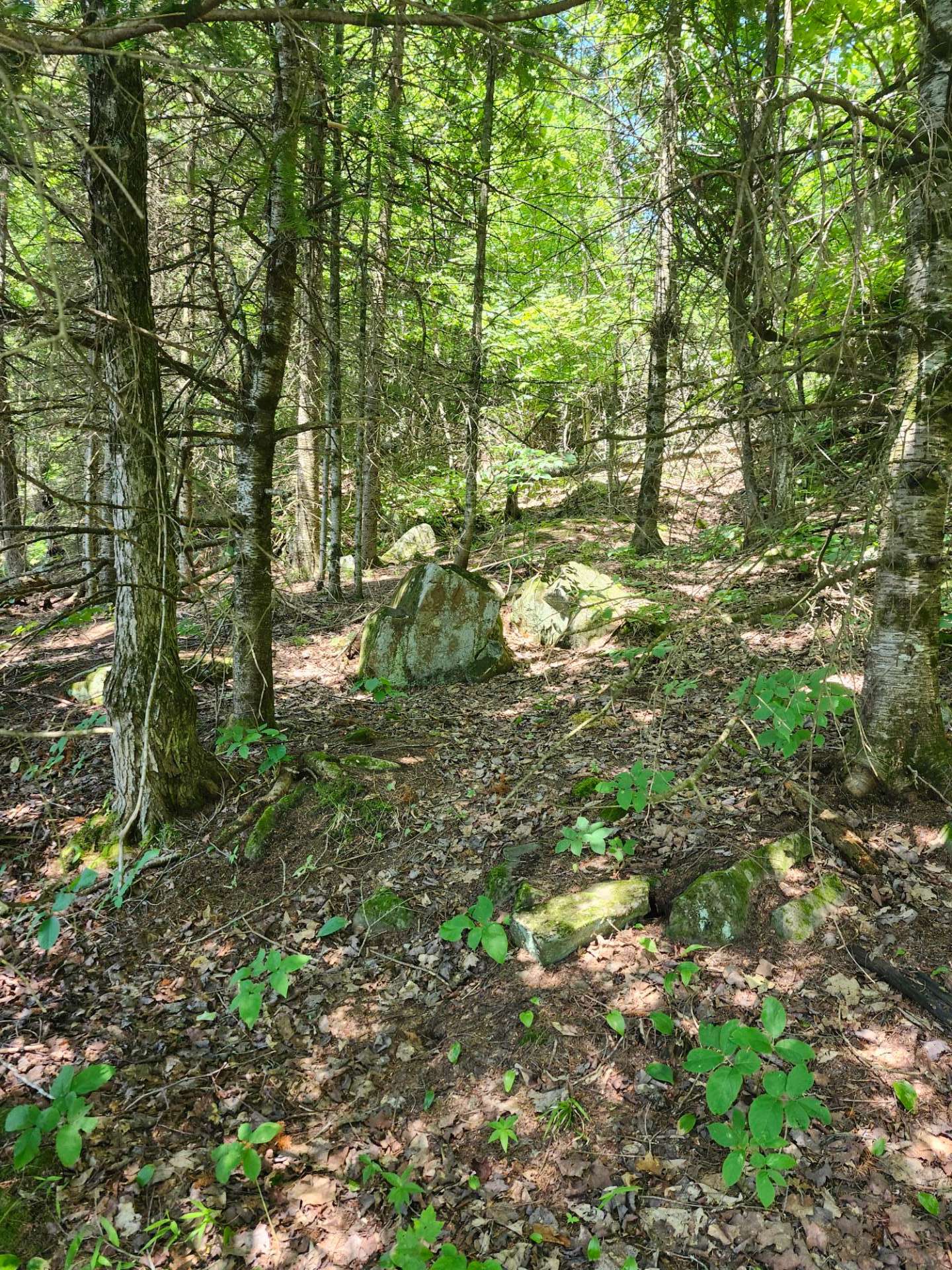 Terrain