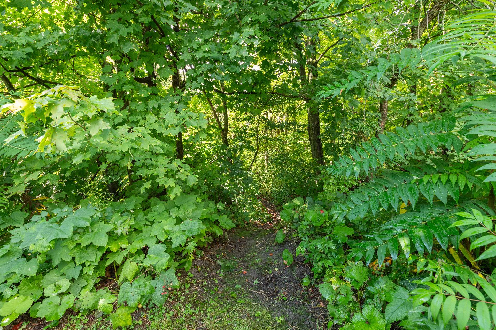 Sentier