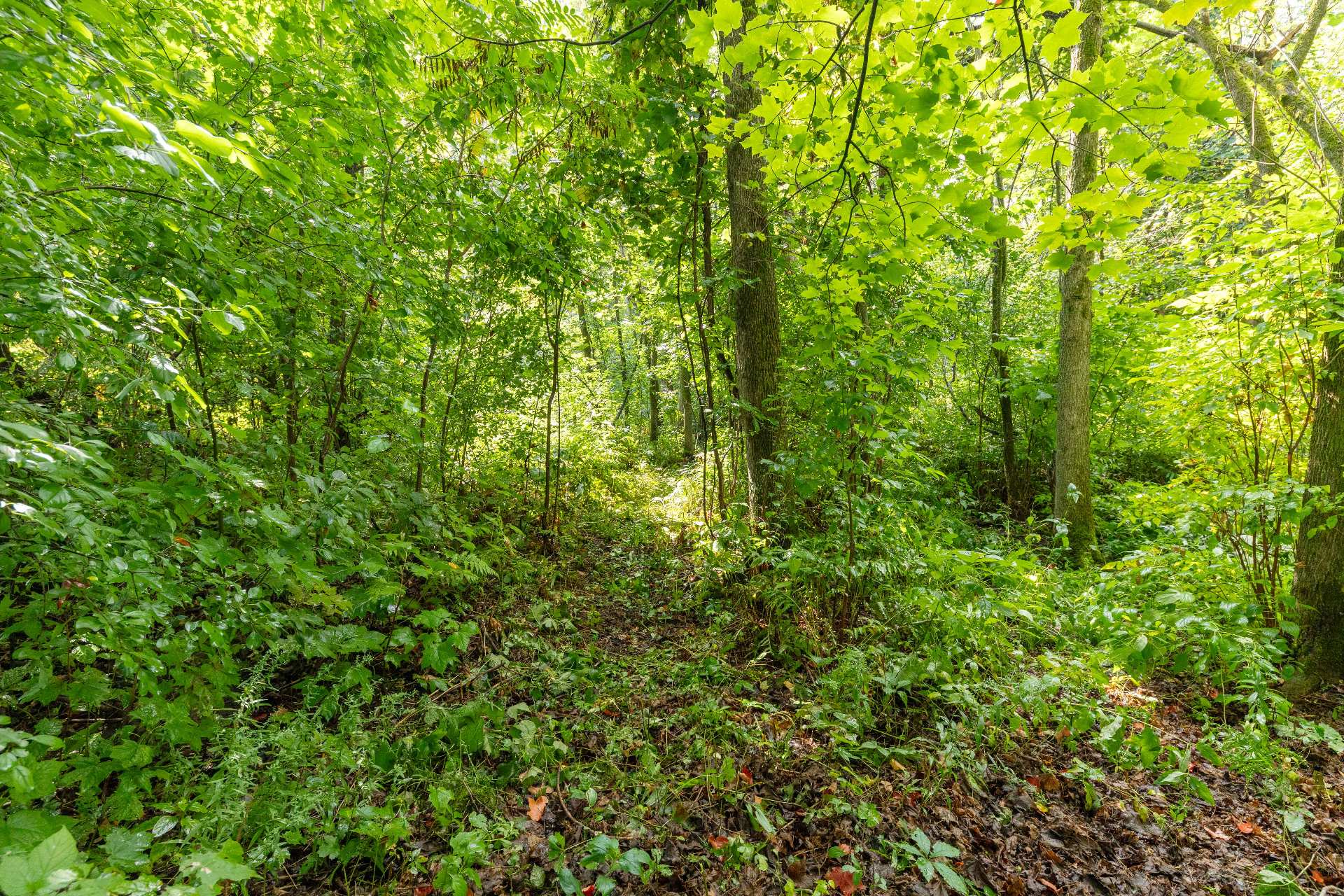 Sentier