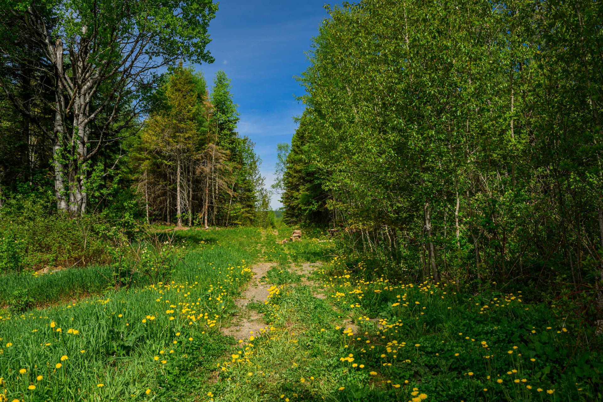 Terre/Terrain
