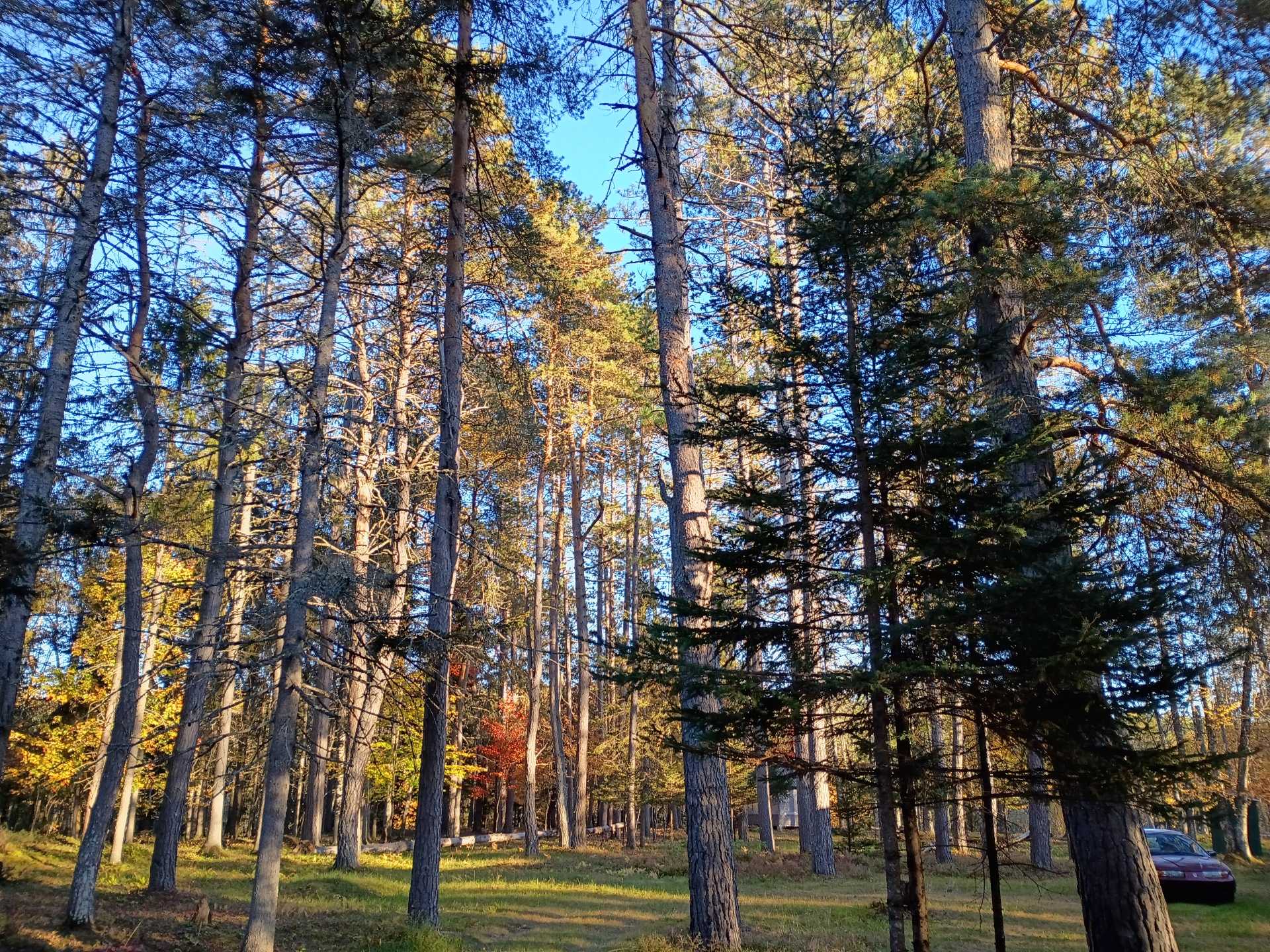 outhouse gazebo pine trees